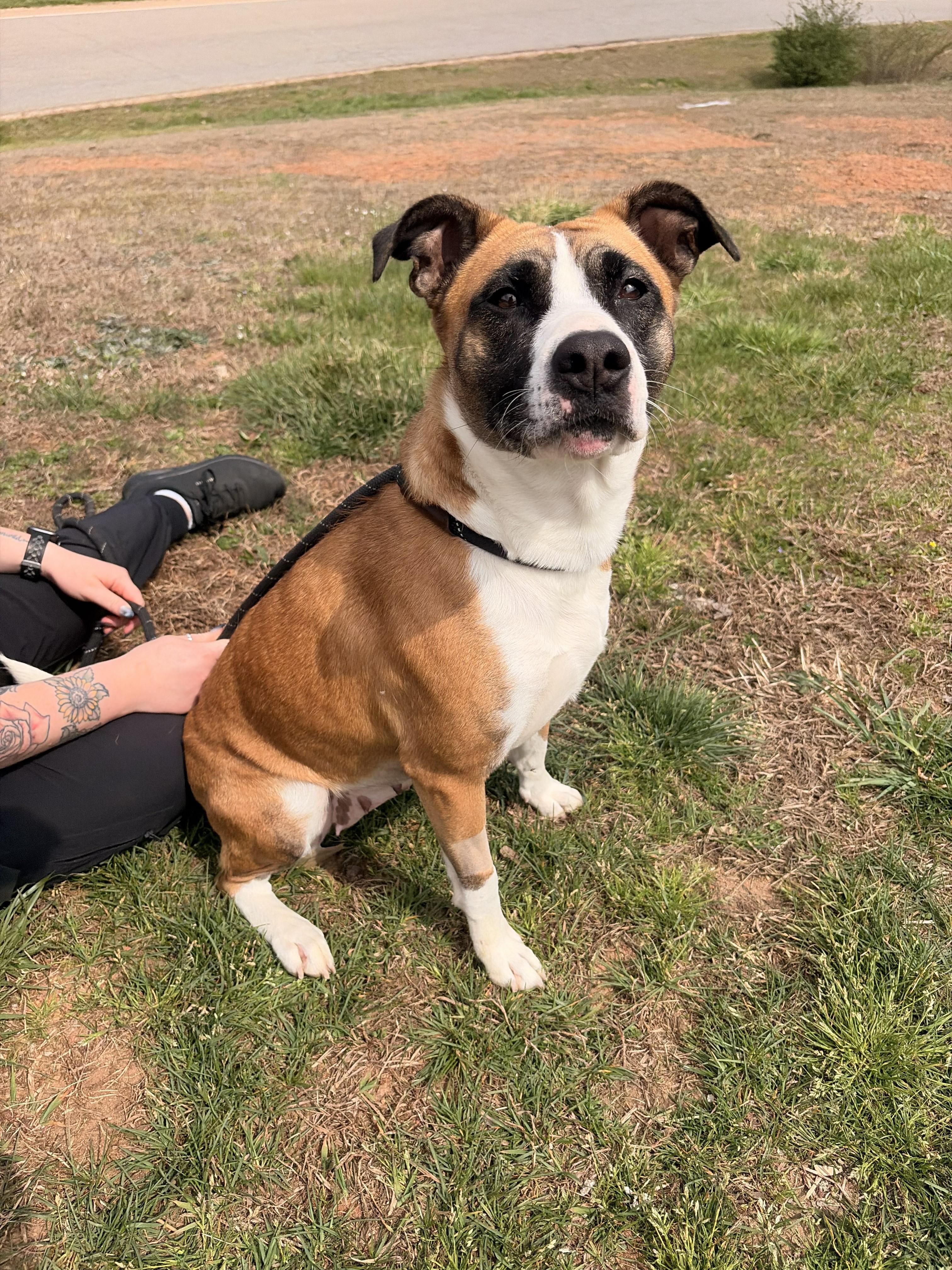 Enlarge Clover, a ADOPTABLE mixed breed in Franklin, NC image 5/5
