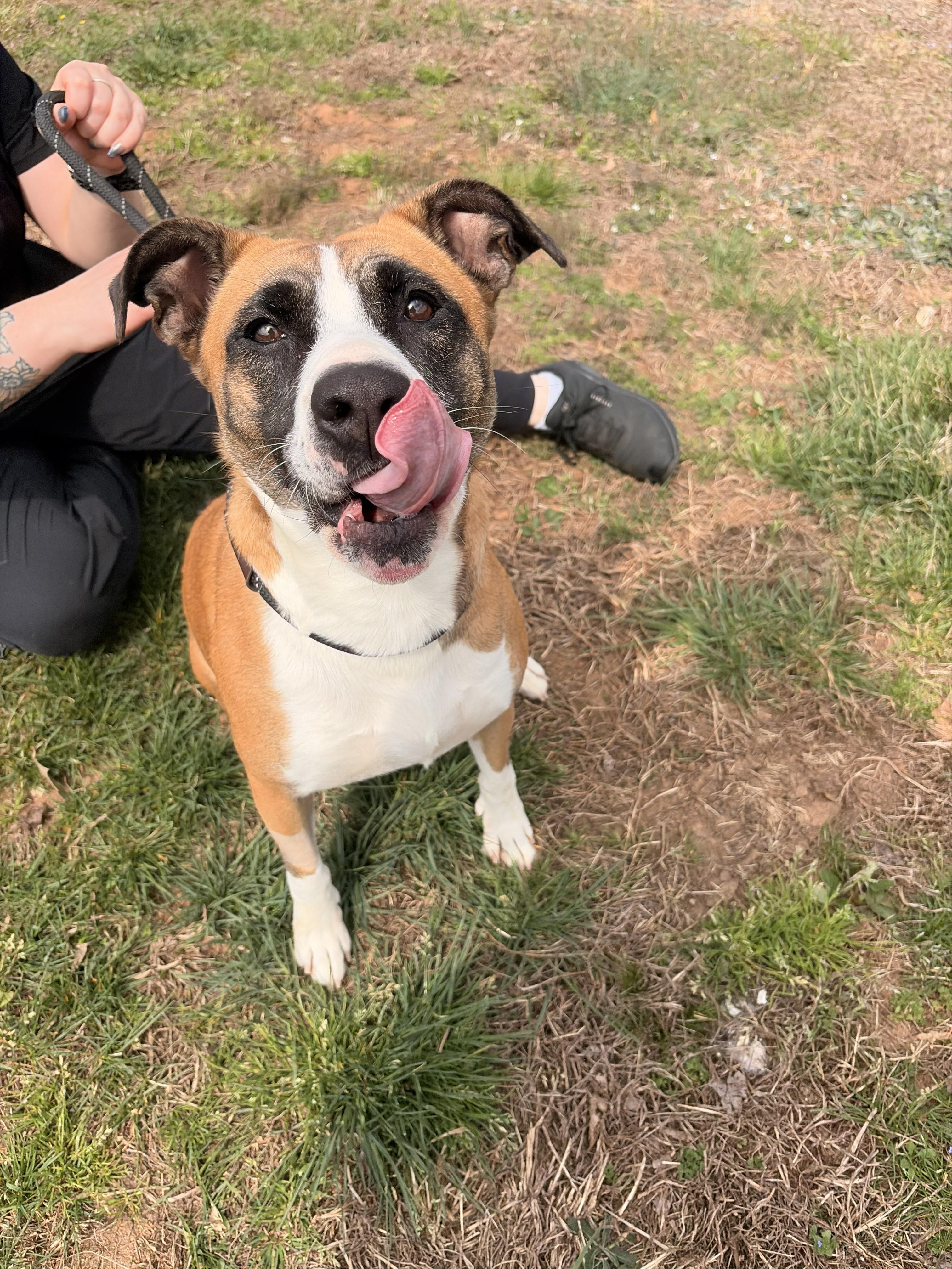 Enlarge Clover, a ADOPTABLE mixed breed in Franklin, NC image 4/5