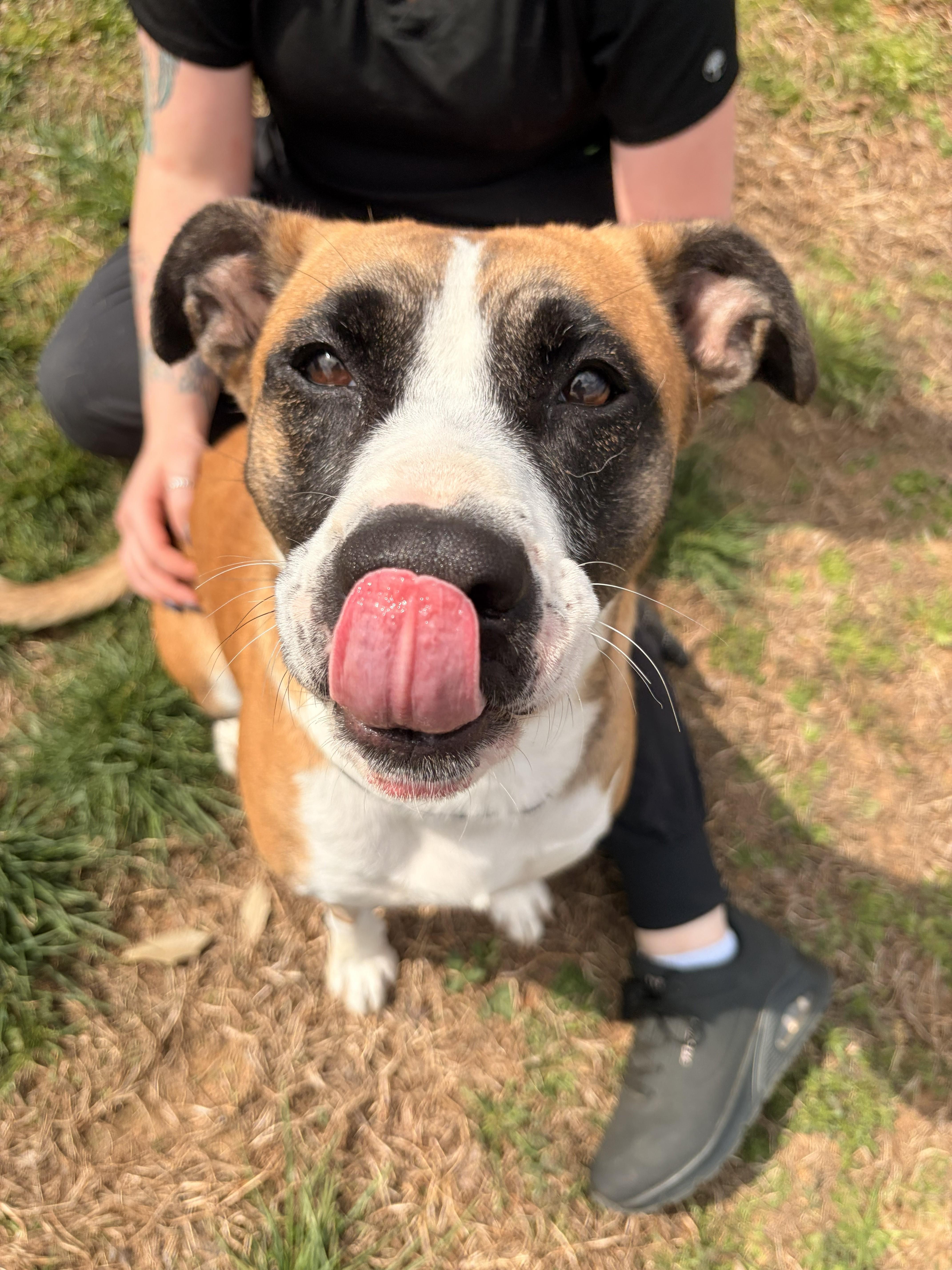 Clover, ADOPTABLE, Adult Male American Staffordshire Terrier.