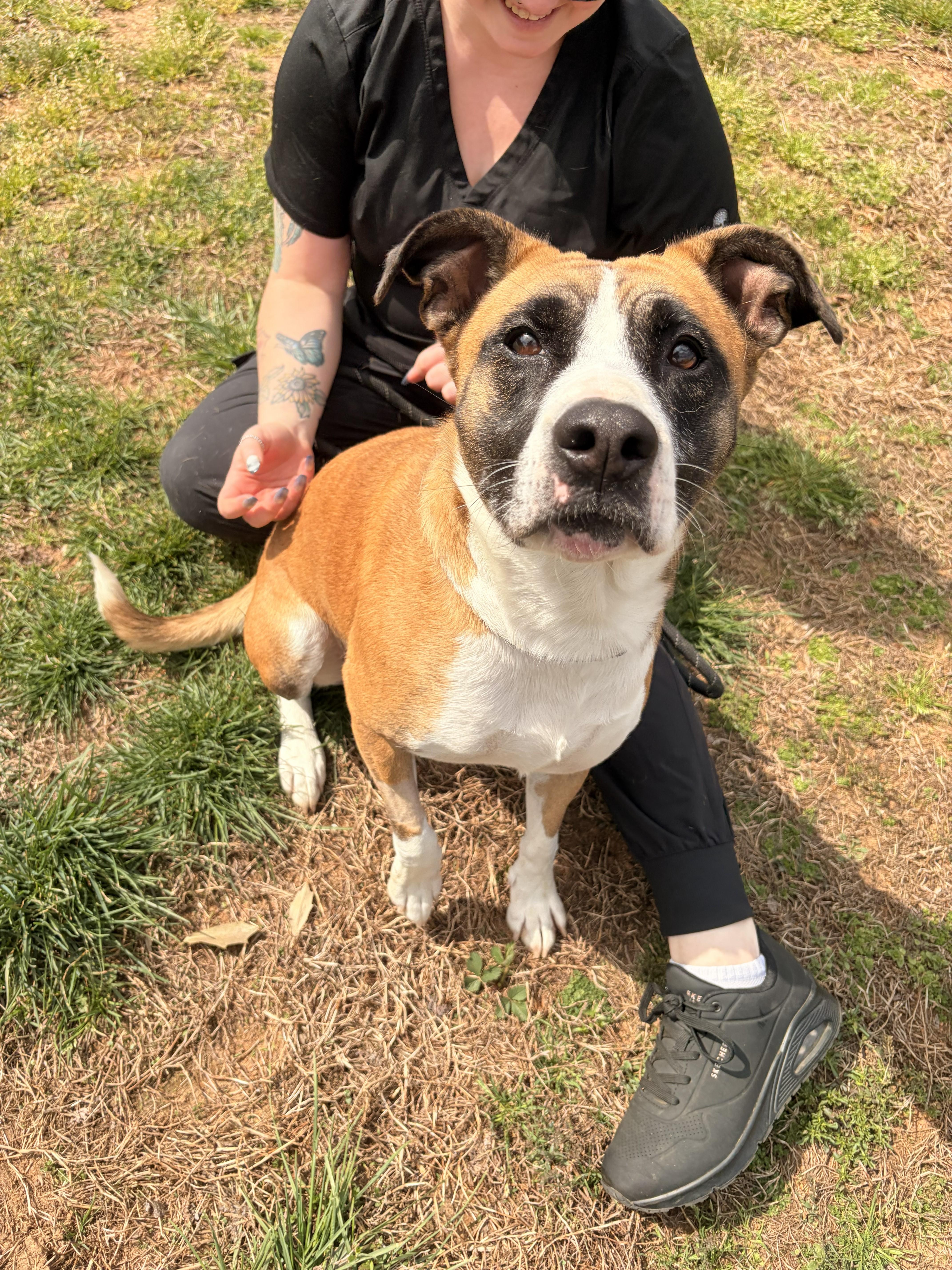 Enlarge Clover, a ADOPTABLE mixed breed in Franklin, NC image 3/5