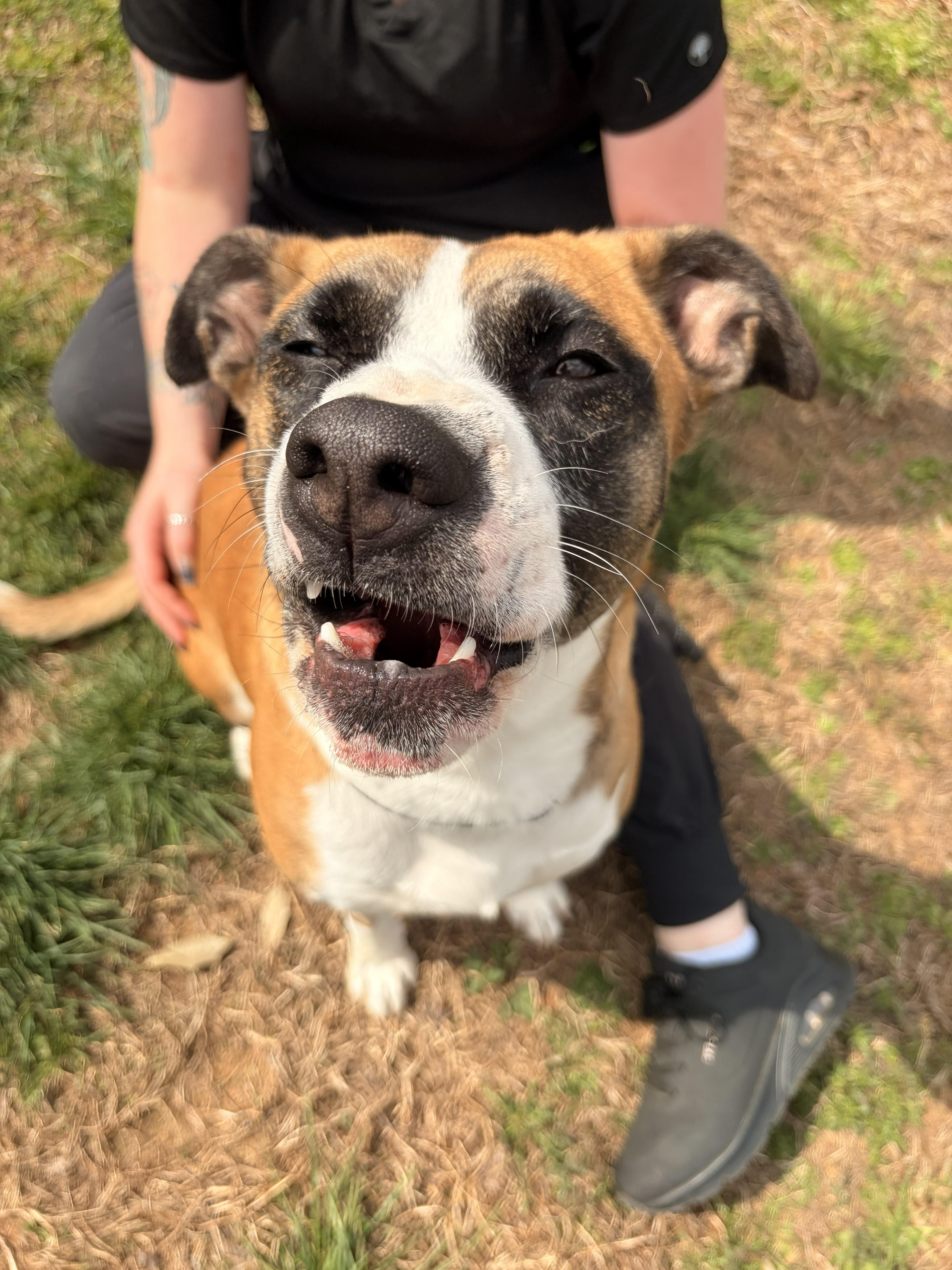 Enlarge Clover, a ADOPTABLE mixed breed in Franklin, NC image 2/5