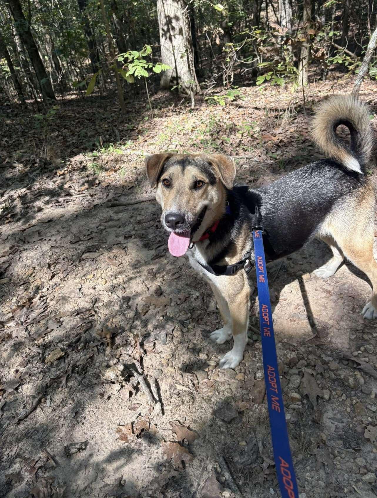 Enlarge Timber, a ADOPTABLE Mixed Breed in Northwood, NH image 4/4