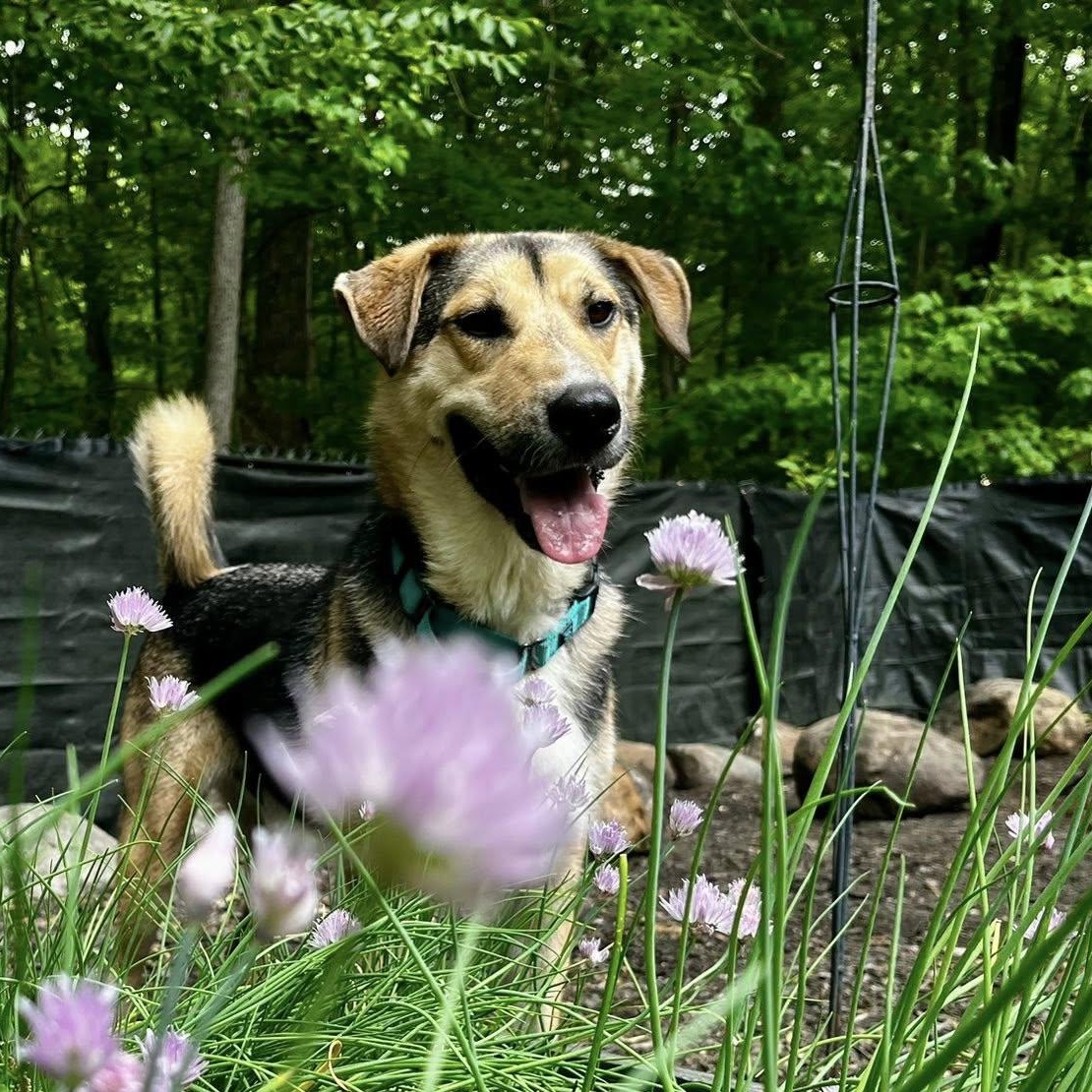 Timber "HERE IN NH", ADOPTABLE, Adult Male Mixed Breed.