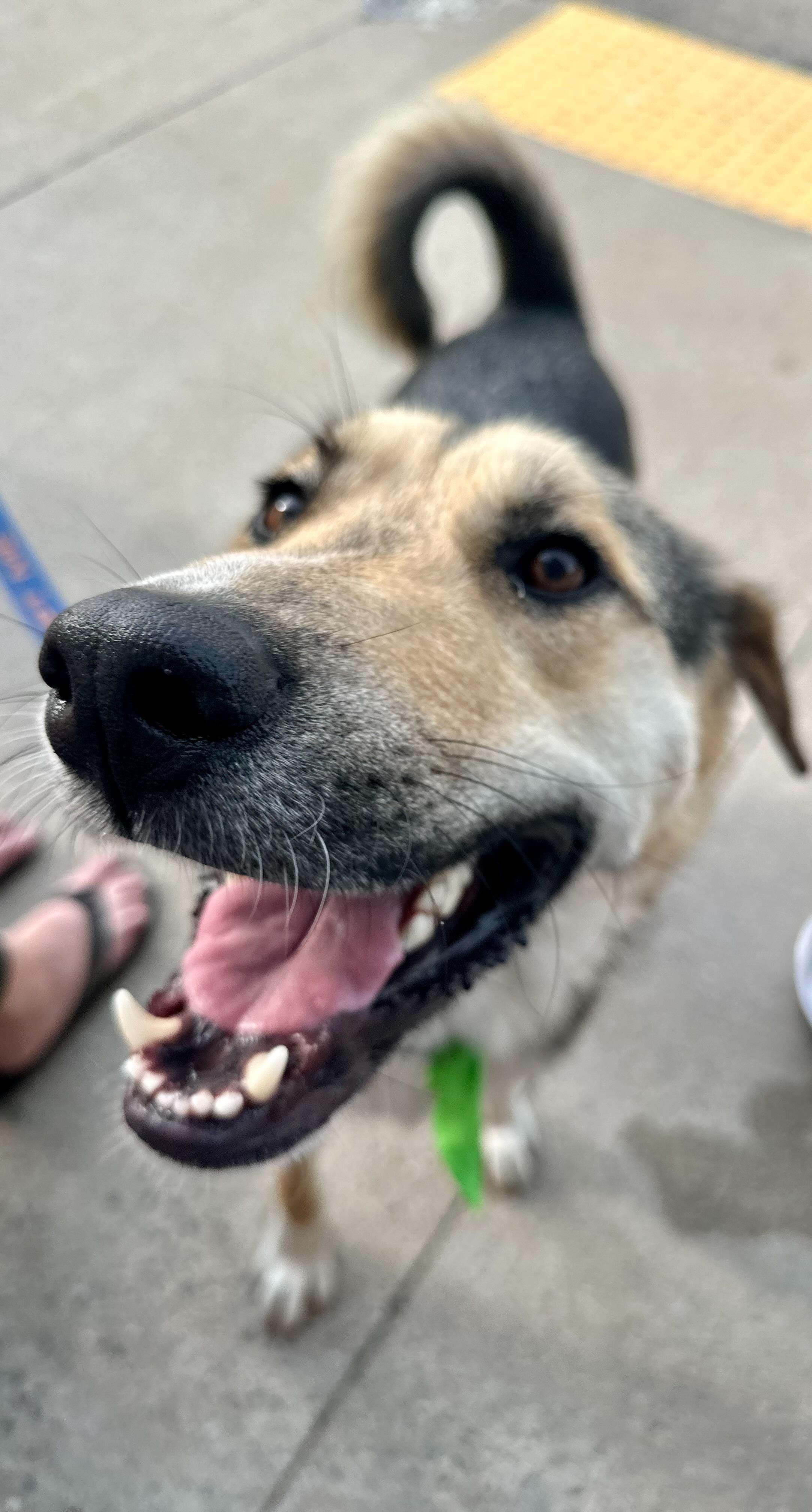 Timber "HERE IN NH", a ADOPTABLE Mixed Breed in Northwood, NH image 2/6