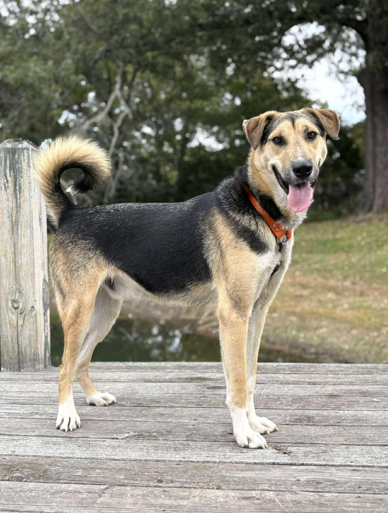 Timber, ADOPTABLE, Adult Male Mixed Breed.