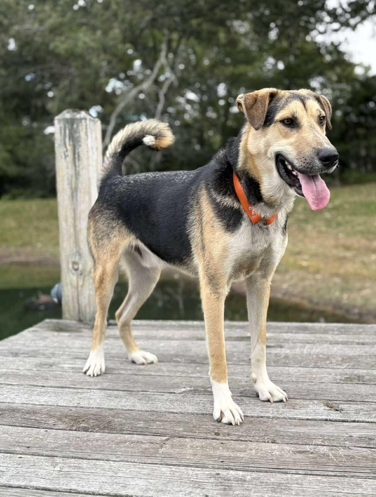 Enlarge Timber, a ADOPTABLE Mixed Breed in Northwood, NH image 3/4