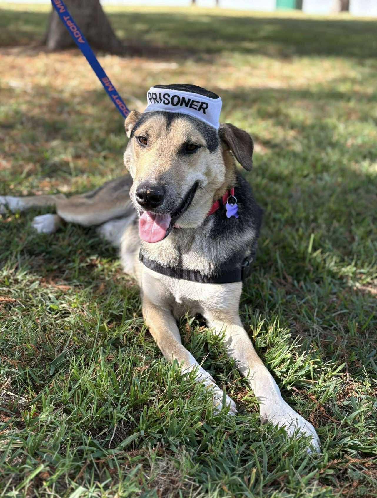 Enlarge Timber, a ADOPTABLE Mixed Breed in Northwood, NH image 2/4