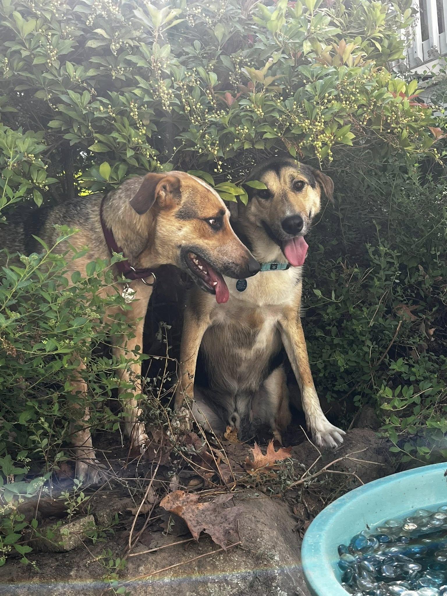 Timber "HERE IN NH", a ADOPTABLE Mixed Breed in Northwood, NH image 6/6