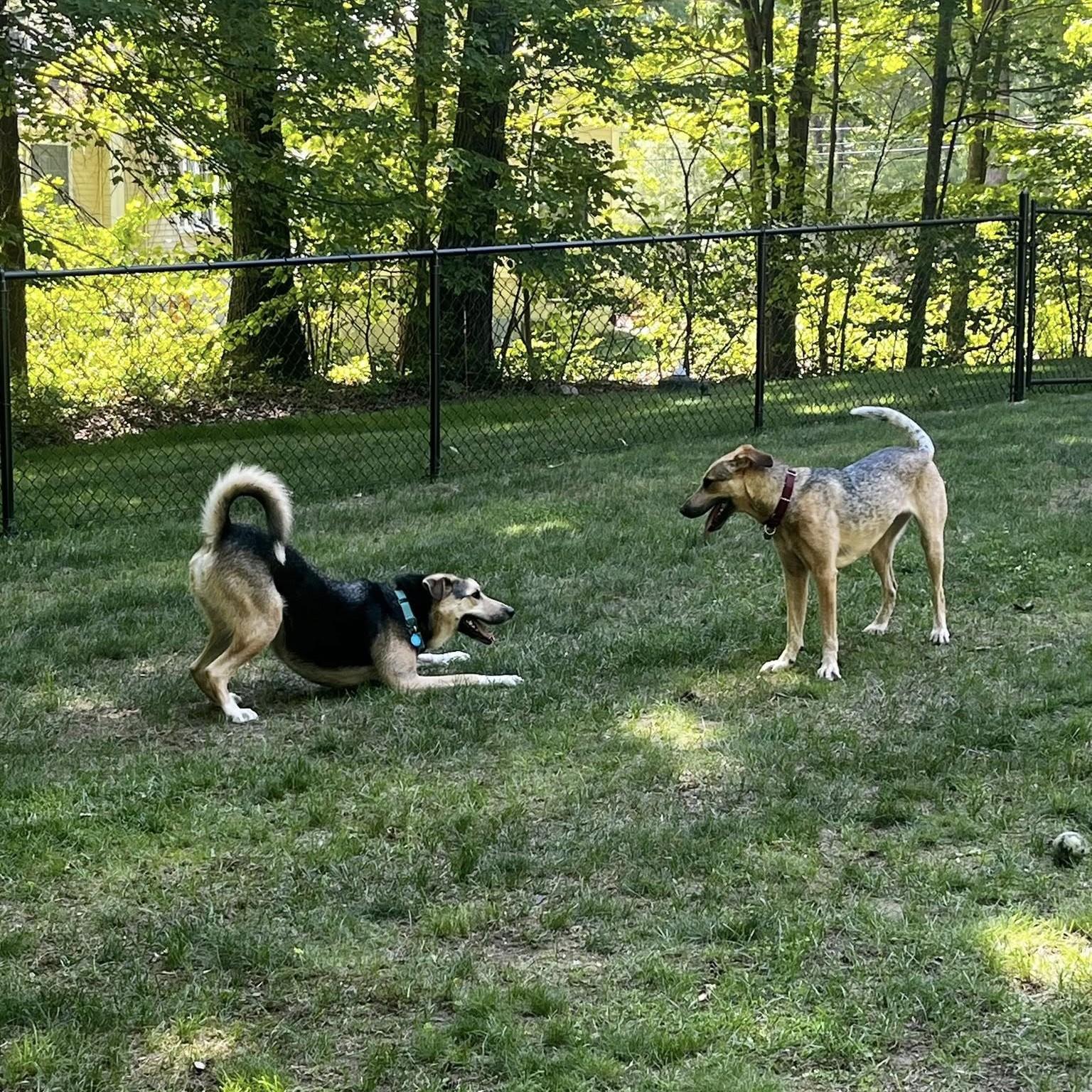 Timber "HERE IN NH", a ADOPTABLE Mixed Breed in Northwood, NH image 5/6