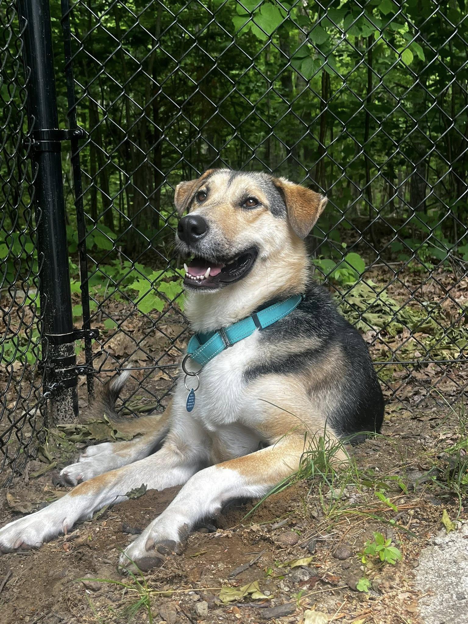 Timber "HERE IN NH", a ADOPTABLE Mixed Breed in Northwood, NH image 4/6