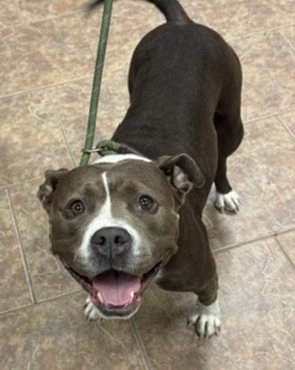 Mulan, Adoptable, Adult Female Pit Bull Terrier.