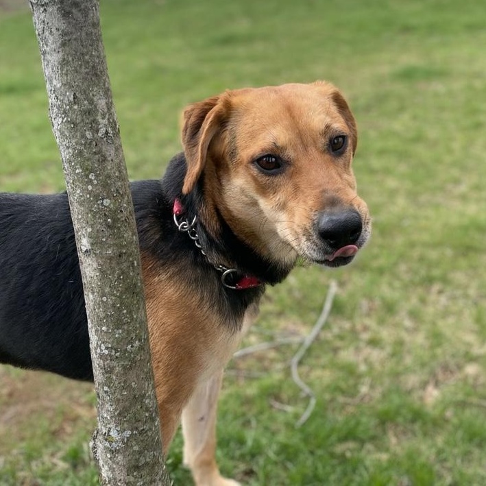 Enlarge Lizzie, an adopted mixed breed in Elyria, OH image 5/5