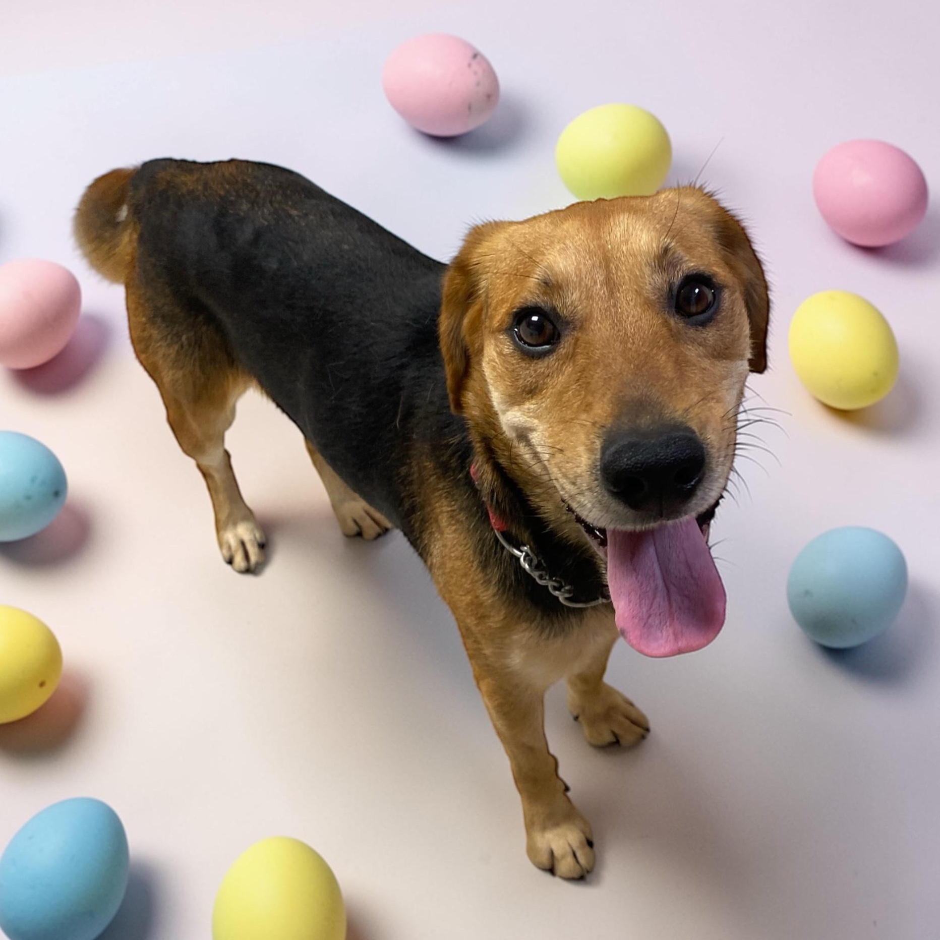 Enlarge Lizzie, an adopted mixed breed in Elyria, OH image 4/5