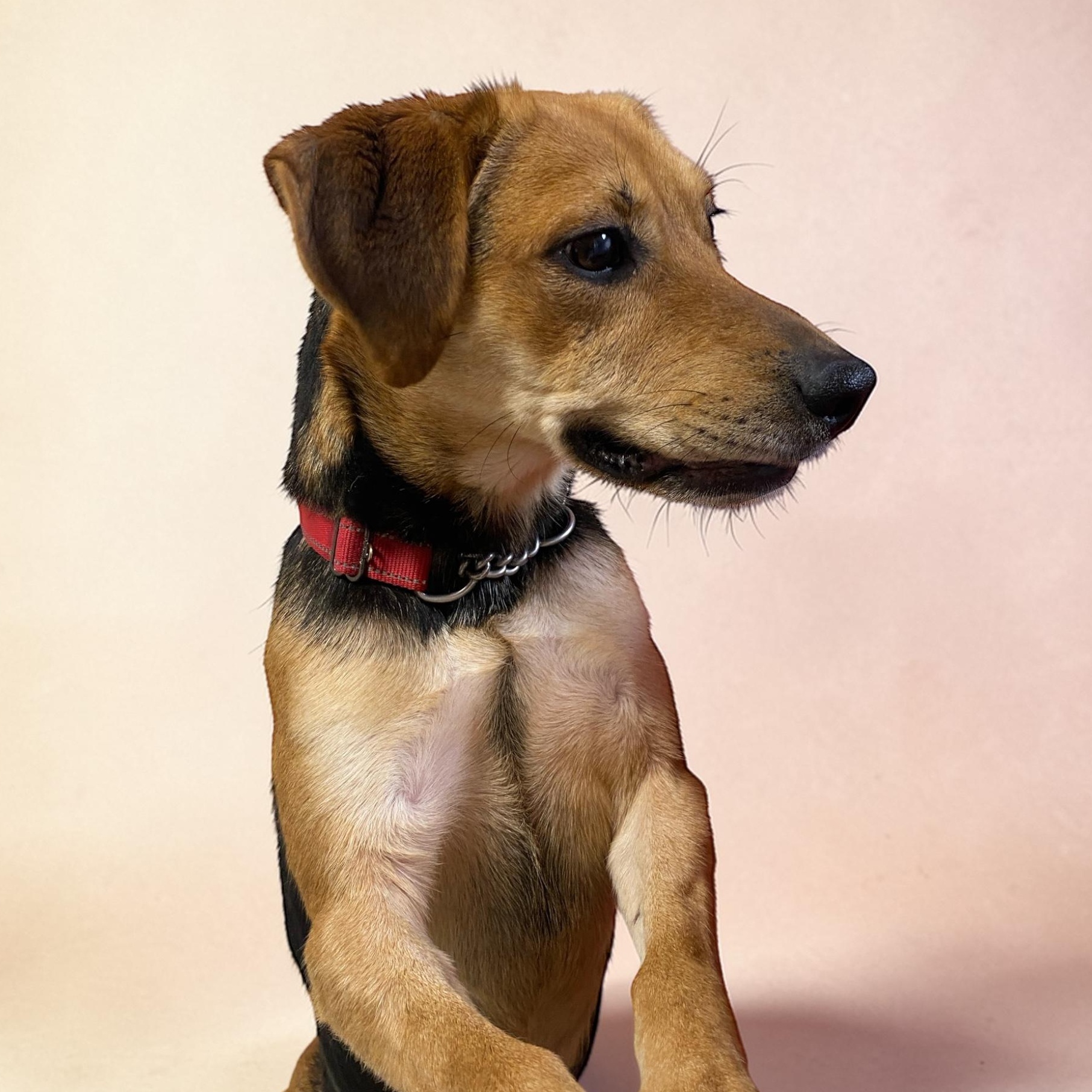 Lizzie, adopted, Adult Female Mixed Breed & Hound.