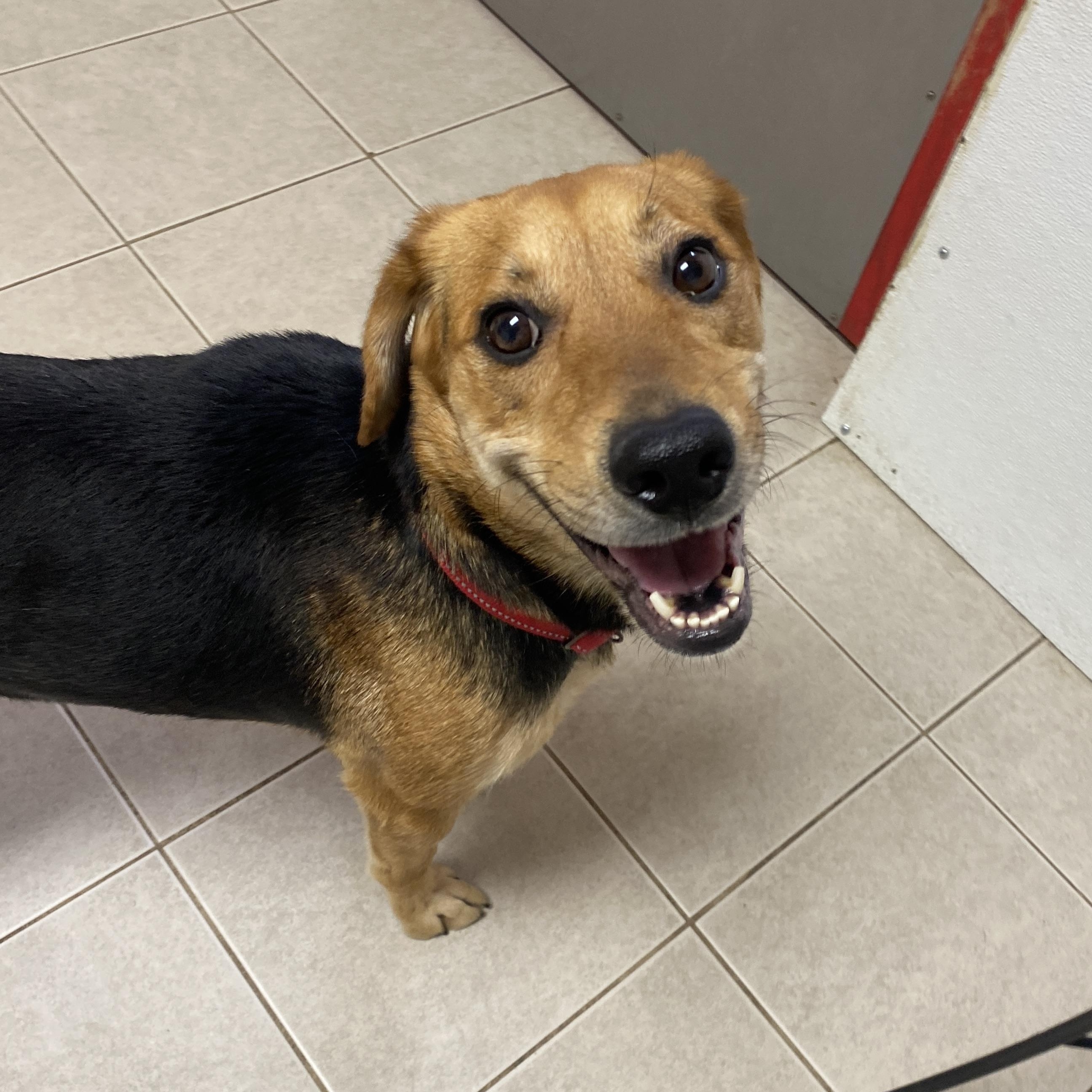 Enlarge Lizzie, an adopted mixed breed in Elyria, OH image 2/5