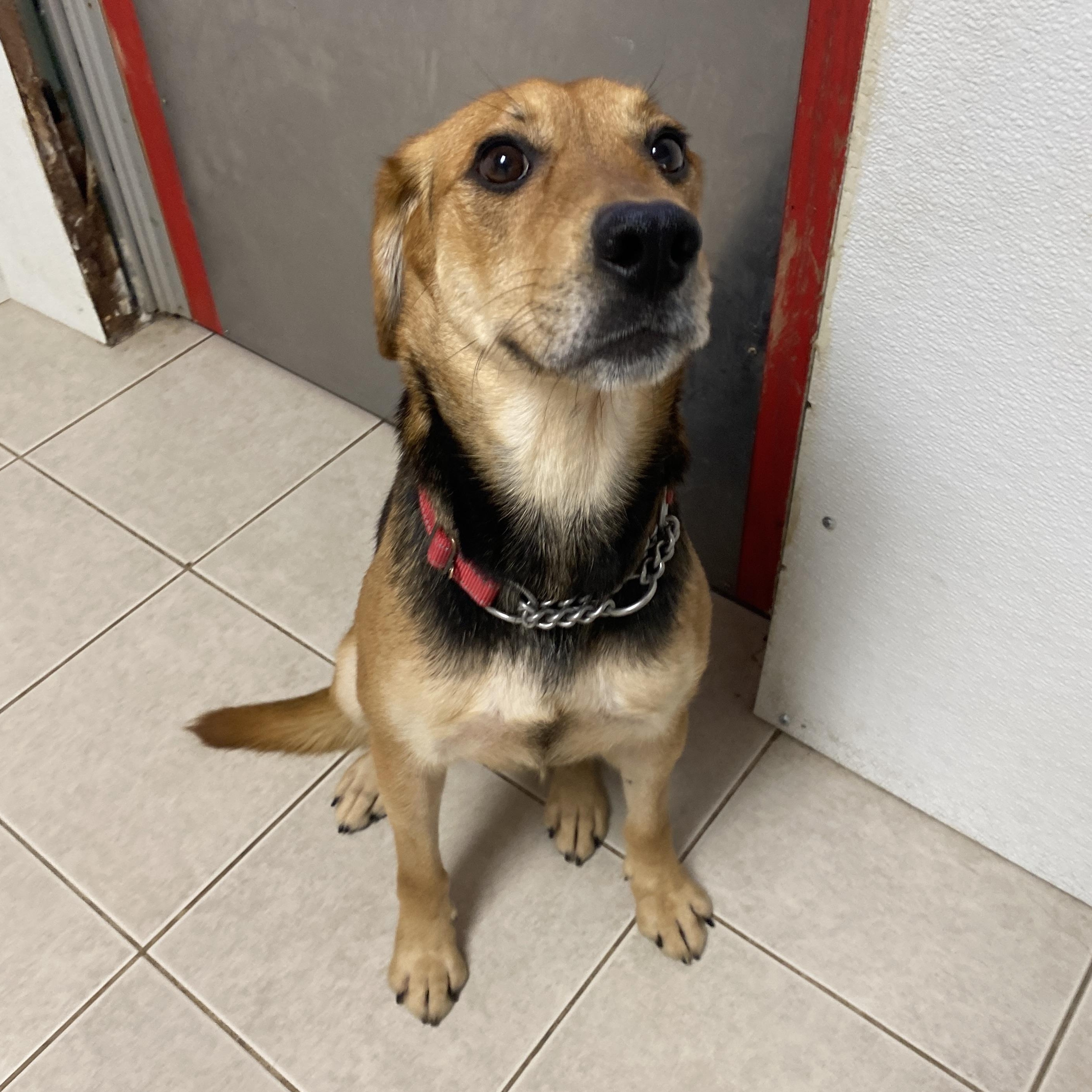 Enlarge Lizzie, an adopted mixed breed in Elyria, OH image 3/5