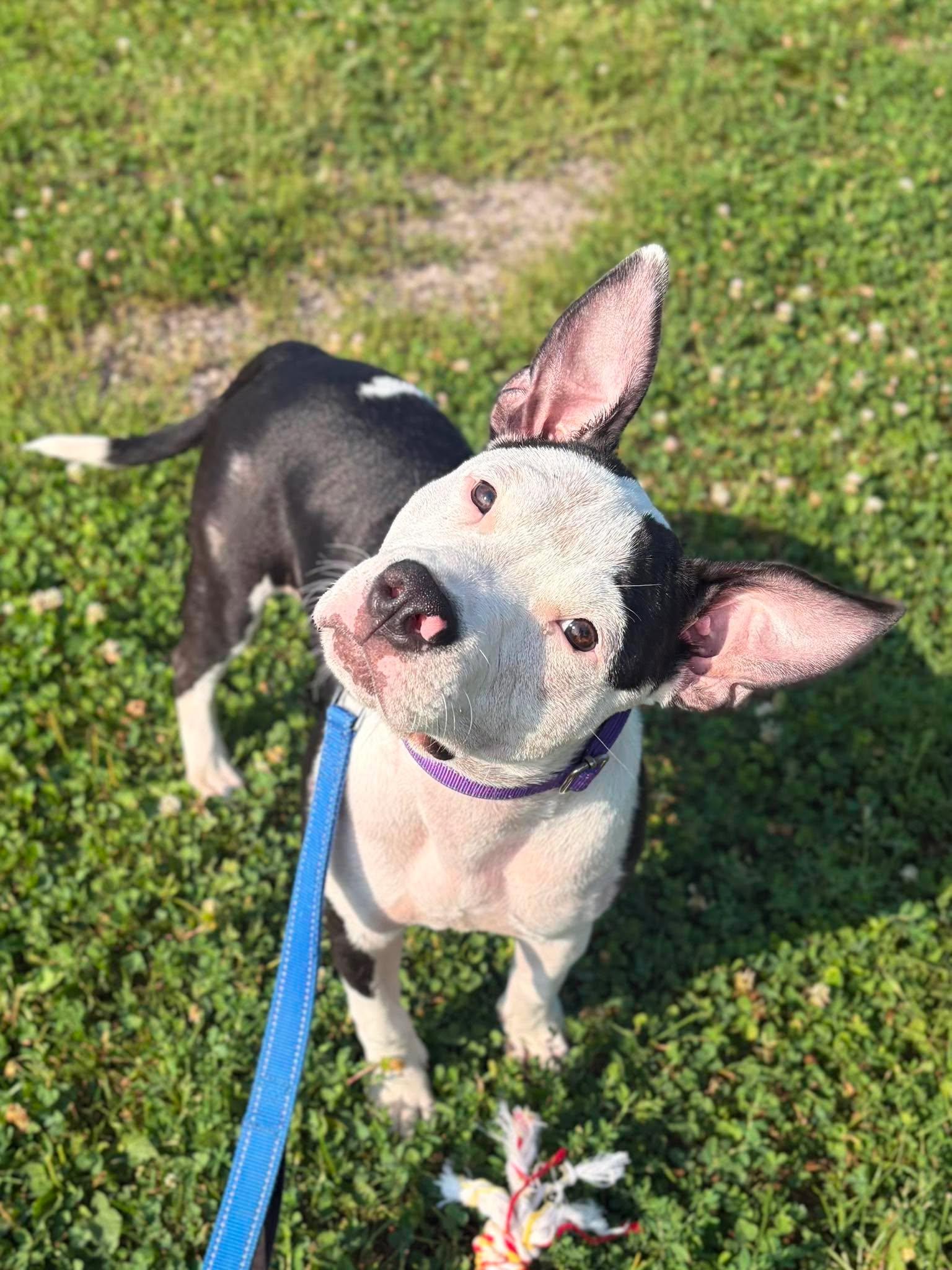 Enlarge Josie, a Adoptable mixed breed in Valparaiso, IN image 2/4