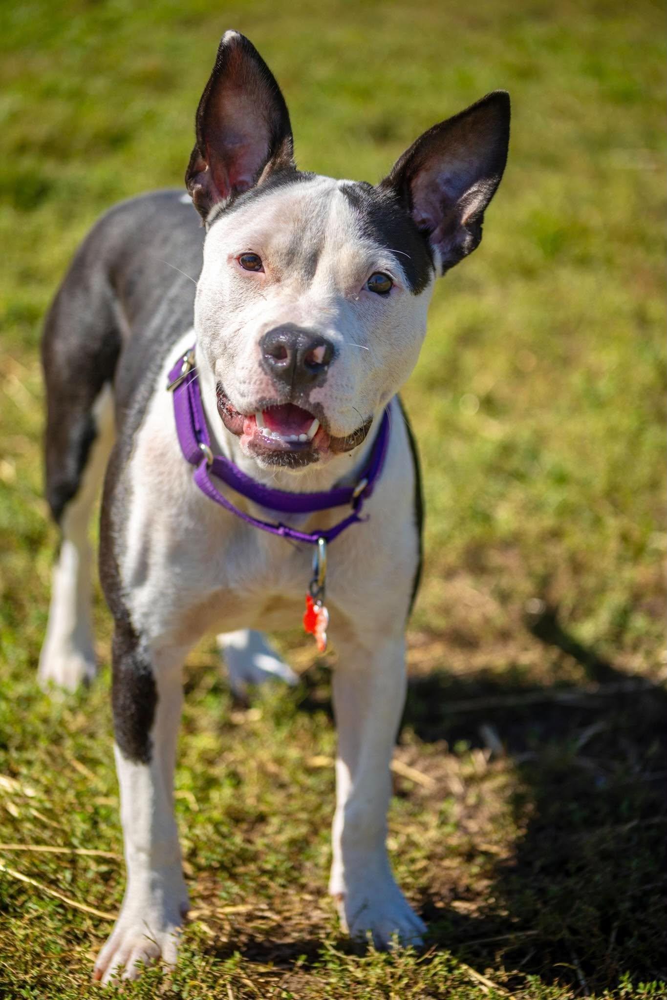 Enlarge Josie, a Adoptable mixed breed in Valparaiso, IN image 3/4