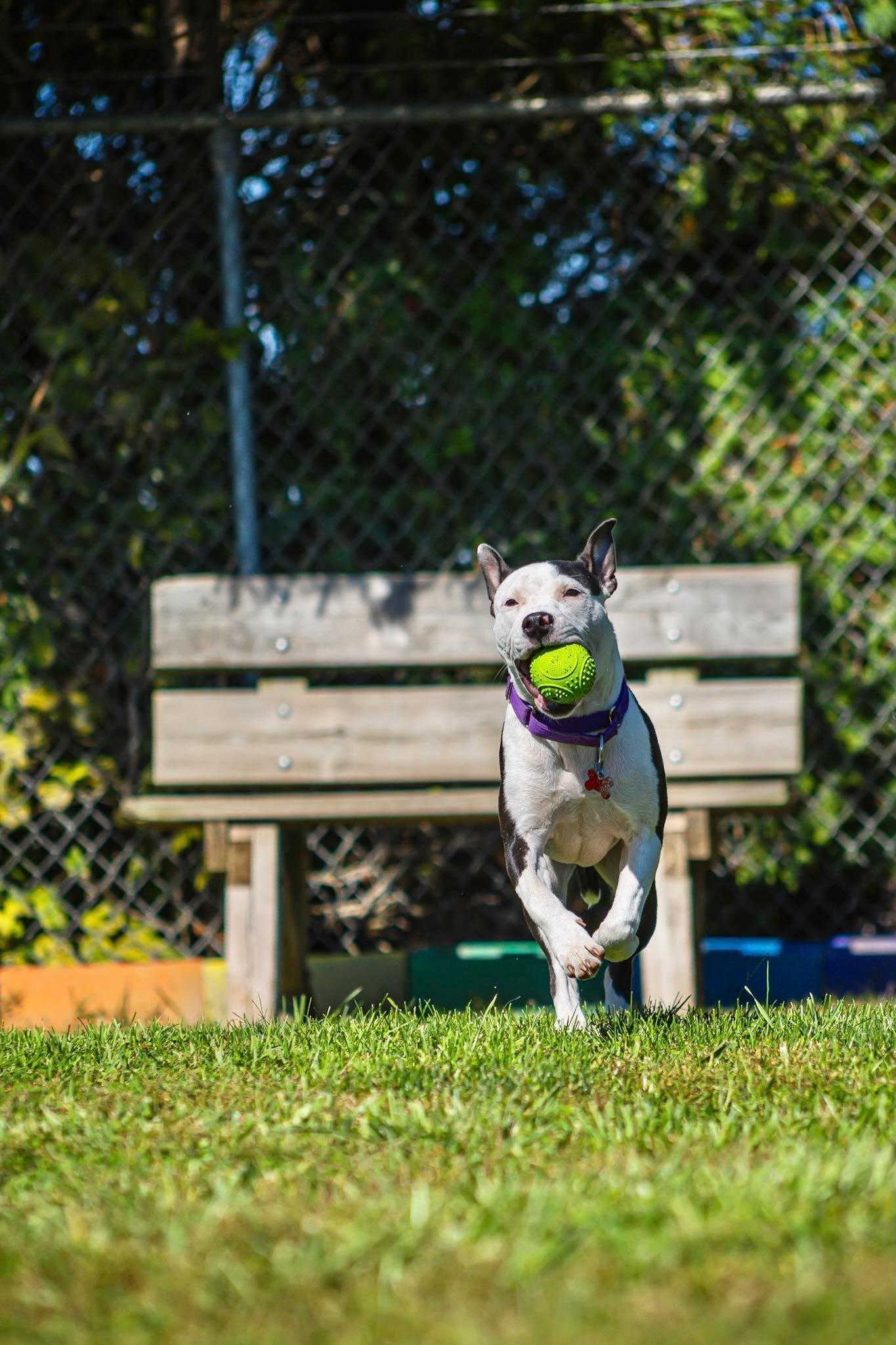 Enlarge Josie, a Adoptable mixed breed in Valparaiso, IN image 4/4