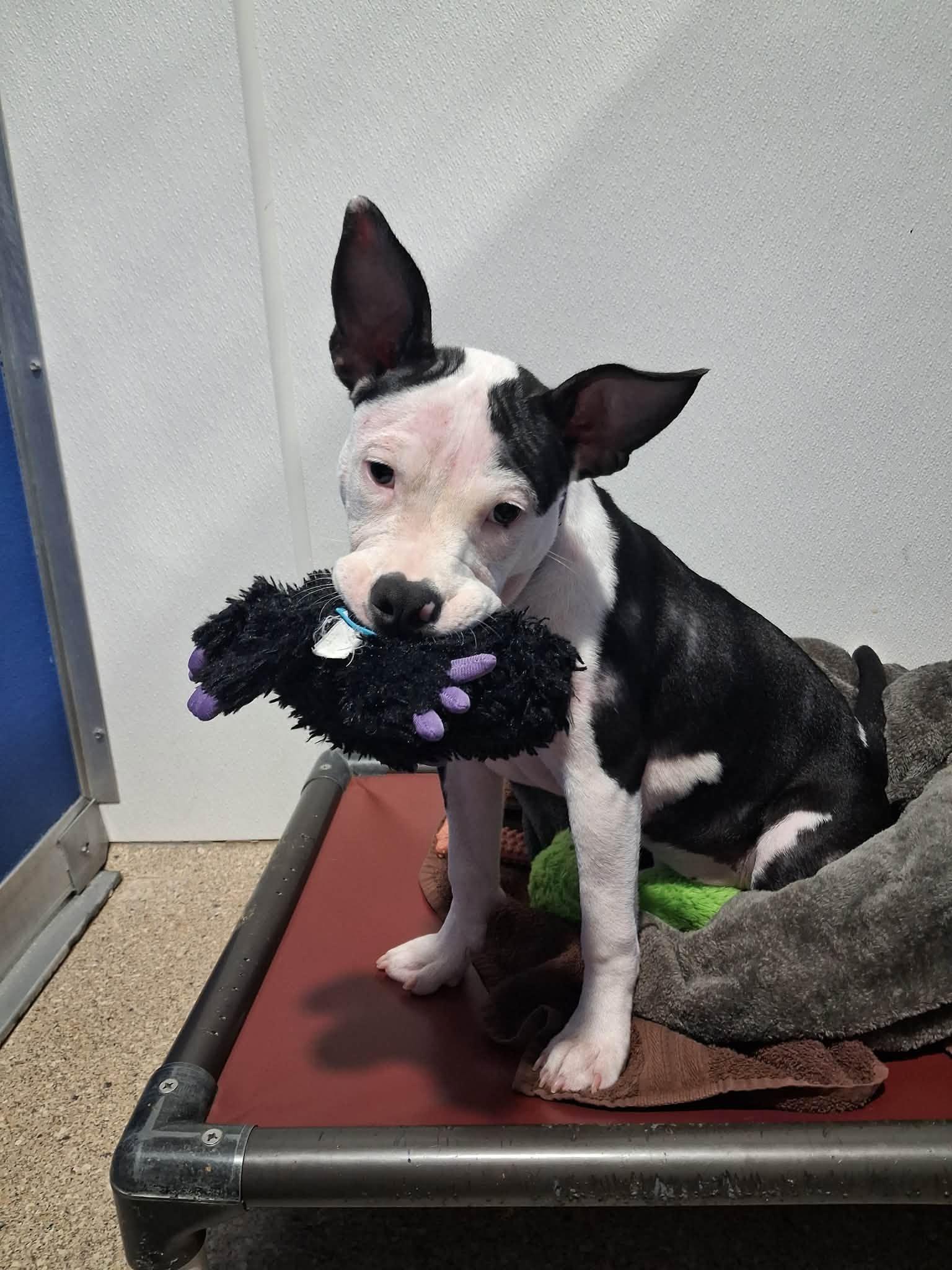 Josie, Adoptable, Young Female Pit Bull Terrier.