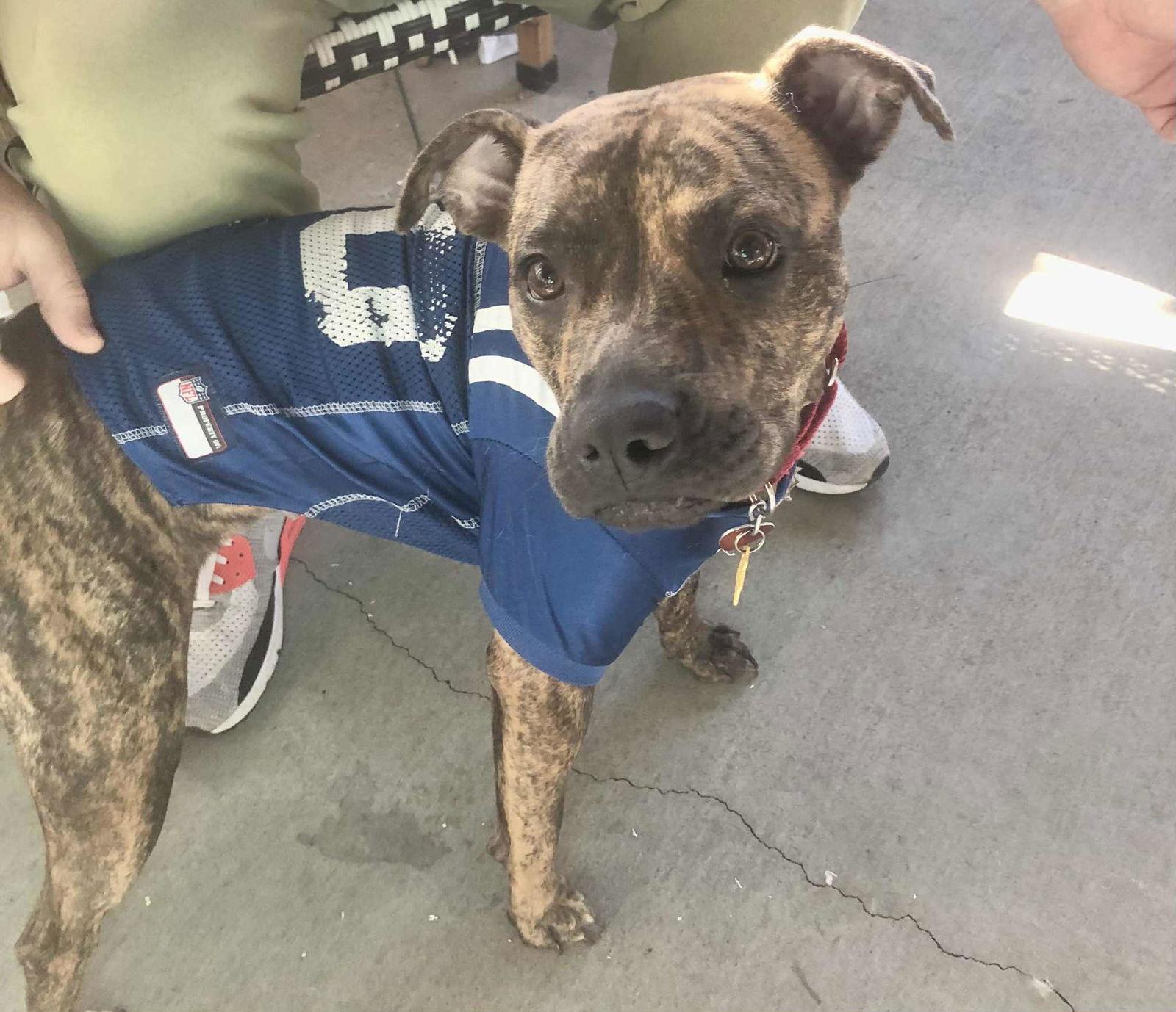 POPPY, Adoptable, Young Female Terrier.