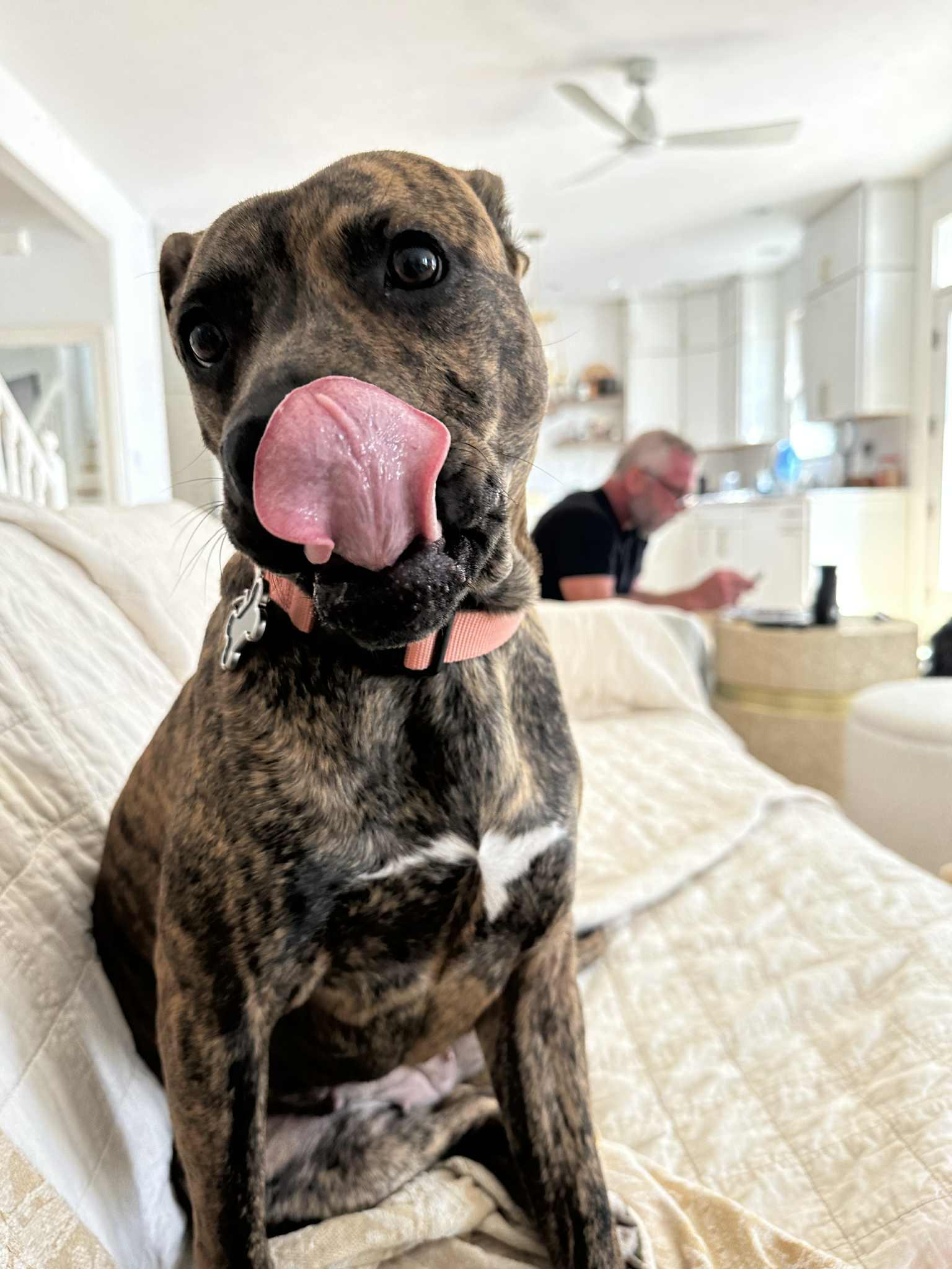 Enlarge POPPY, a Adoptable Terrier in Indianapolis, IN image 2/3