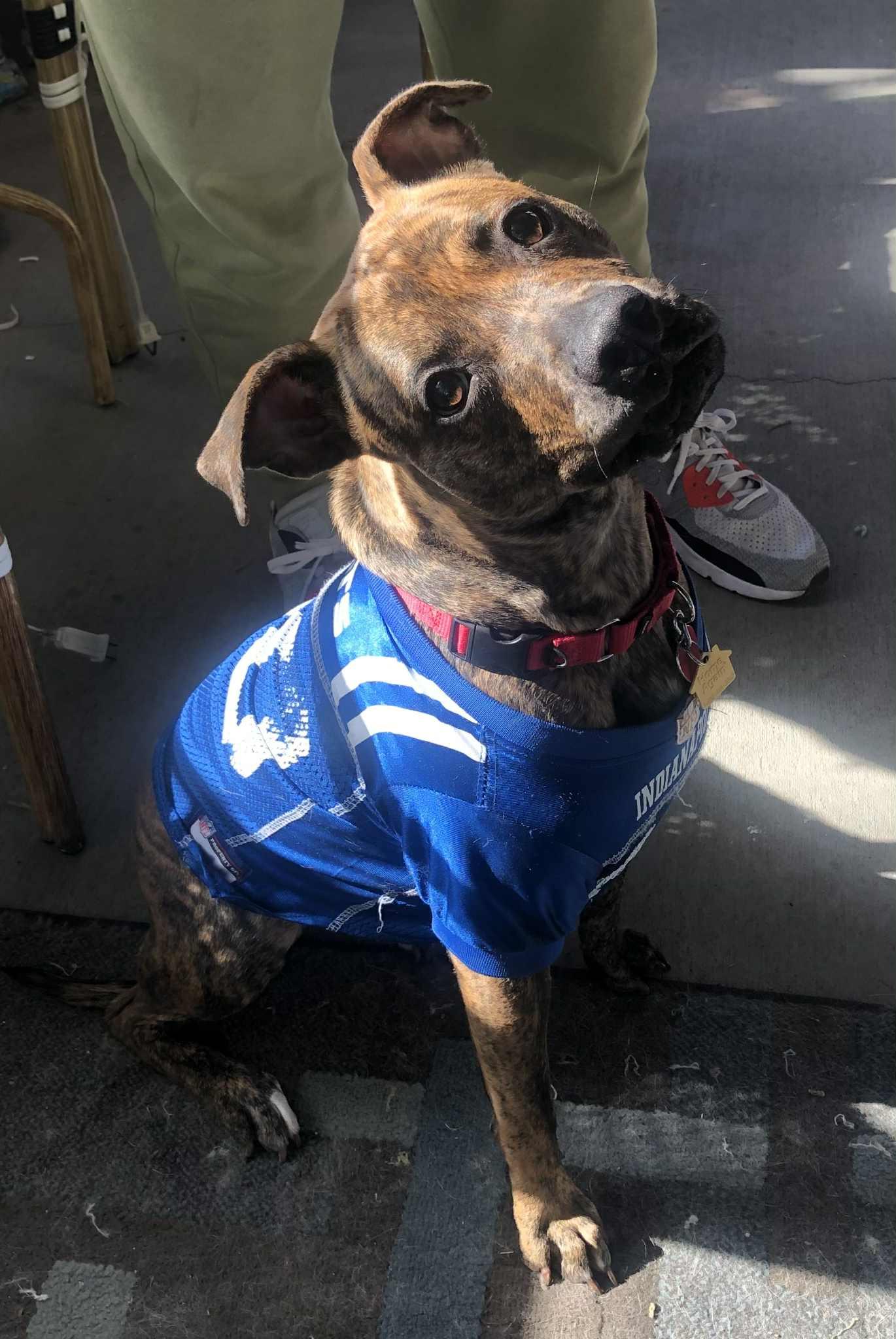 Enlarge POPPY, a Adoptable Terrier in Indianapolis, IN image 3/3