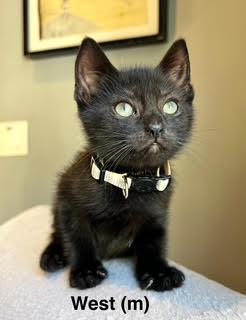 Enlarge West, a Adoptable Domestic Short Hair in Saugerties, NY image 1/1