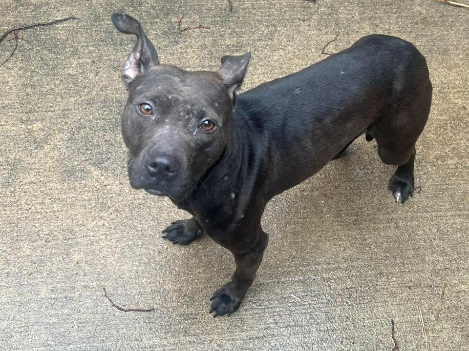 Enlarge Feisty, a ADOPTABLE Pit Bull Terrier in Chicago, IL image 3/5