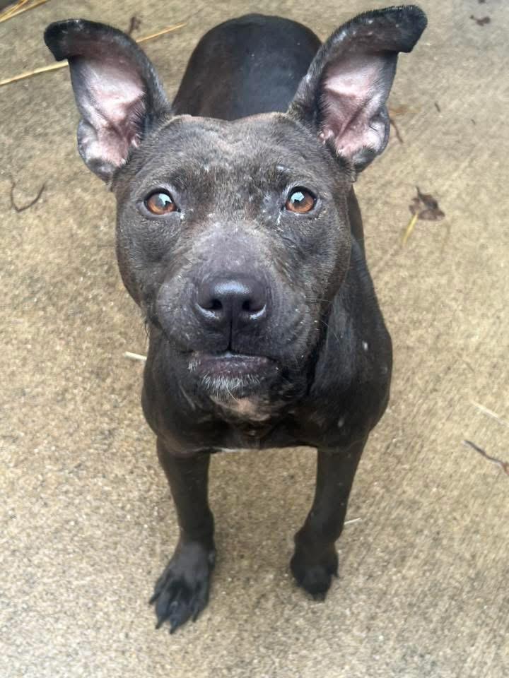 Feisty, ADOPTABLE, Adult Female Pit Bull Terrier.