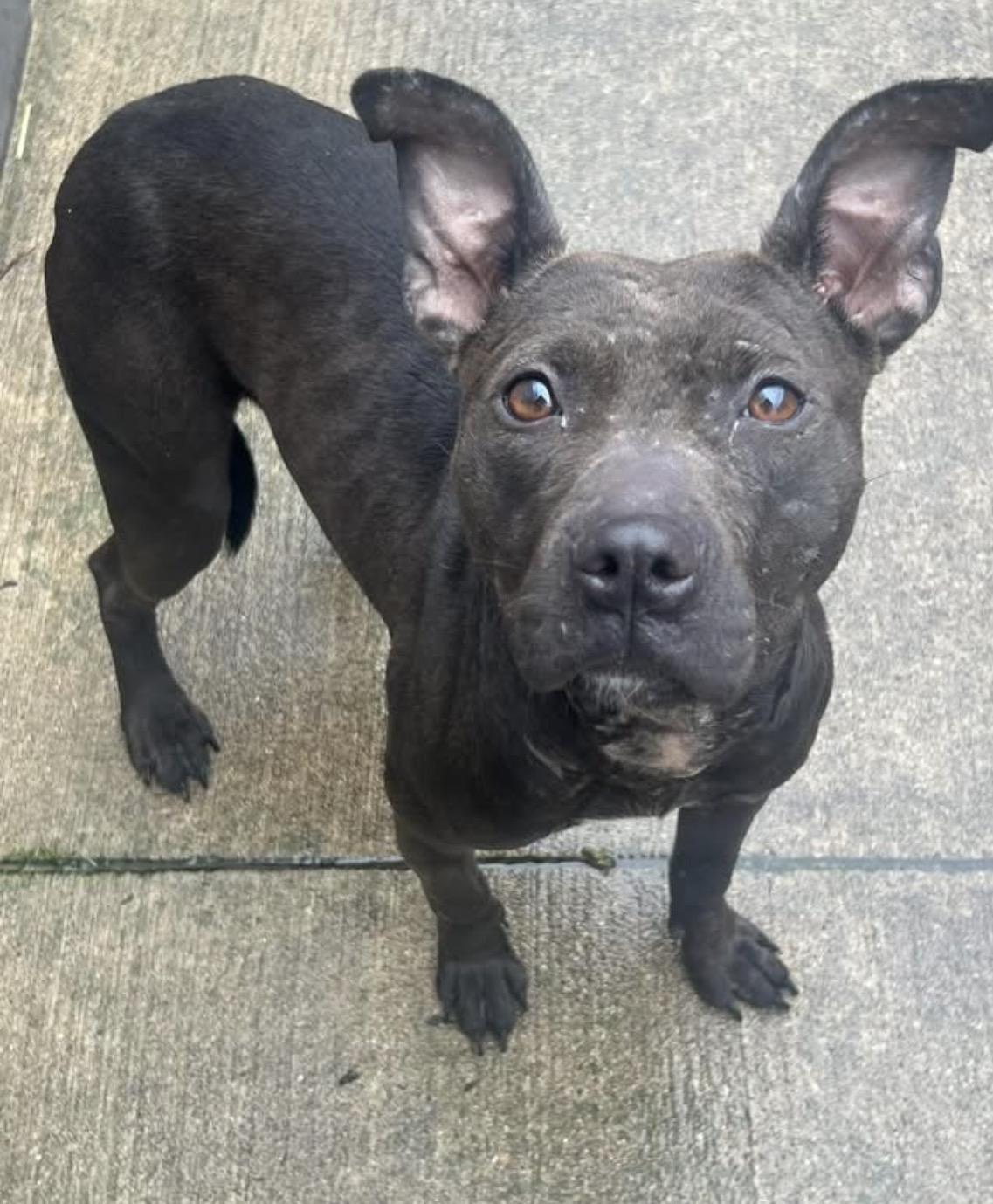 Enlarge Feisty, a ADOPTABLE Pit Bull Terrier in Chicago, IL image 2/5