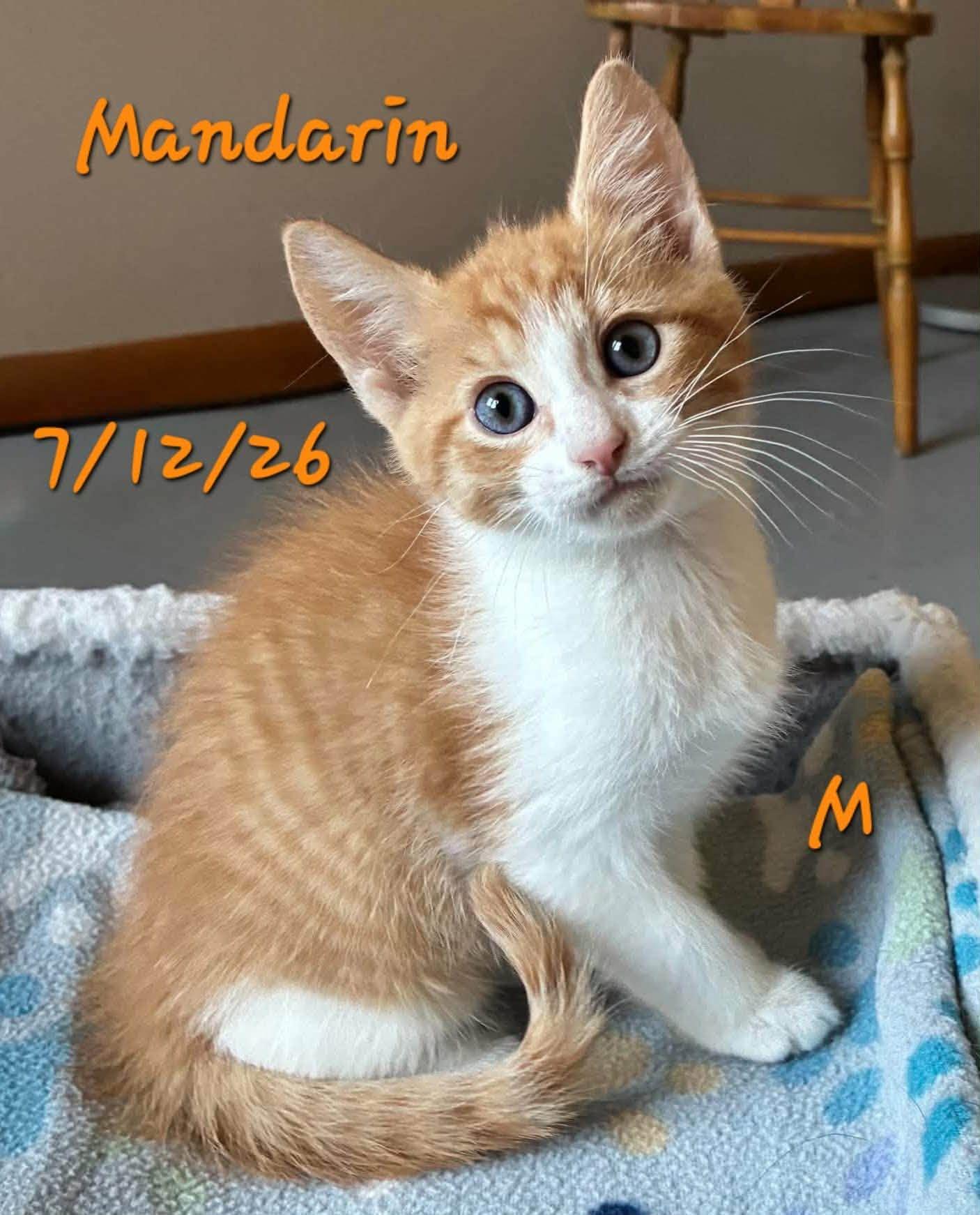 Mandarin, Adoptable, Young Female Domestic Short Hair.