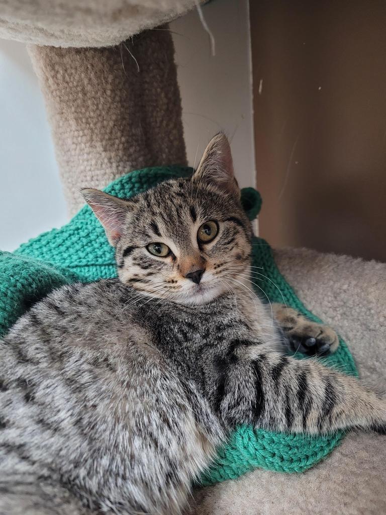 Enlarge Marshall Whiskerson / Lilly Pawdrin, a Adoptable mixed breed in Winnipeg, MB image 1/6