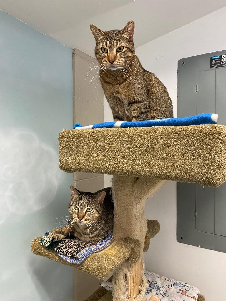 Enlarge Marshall Whiskerson / Lilly Pawdrin, a Adoptable mixed breed in Winnipeg, MB image 2/6