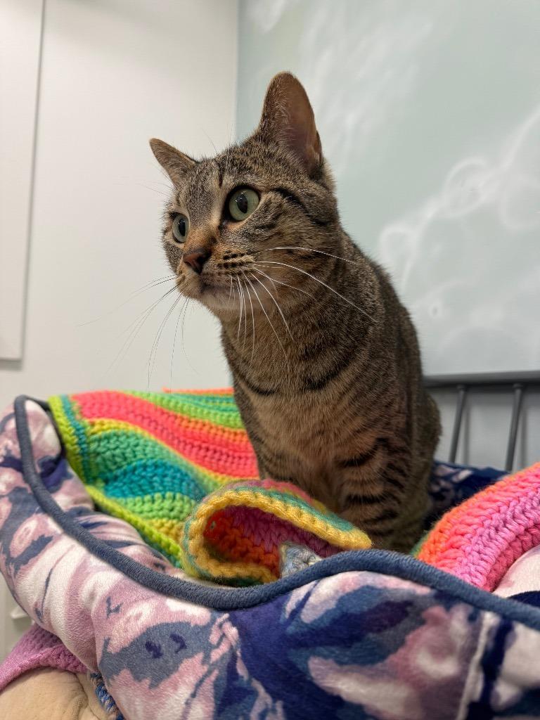 Enlarge Marshall Whiskerson / Lilly Pawdrin, a Adoptable mixed breed in Winnipeg, MB image 4/6