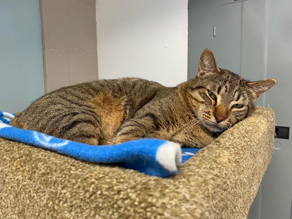 Enlarge Marshall Whiskerson / Lilly Pawdrin, a Adoptable mixed breed in Winnipeg, MB image 5/6