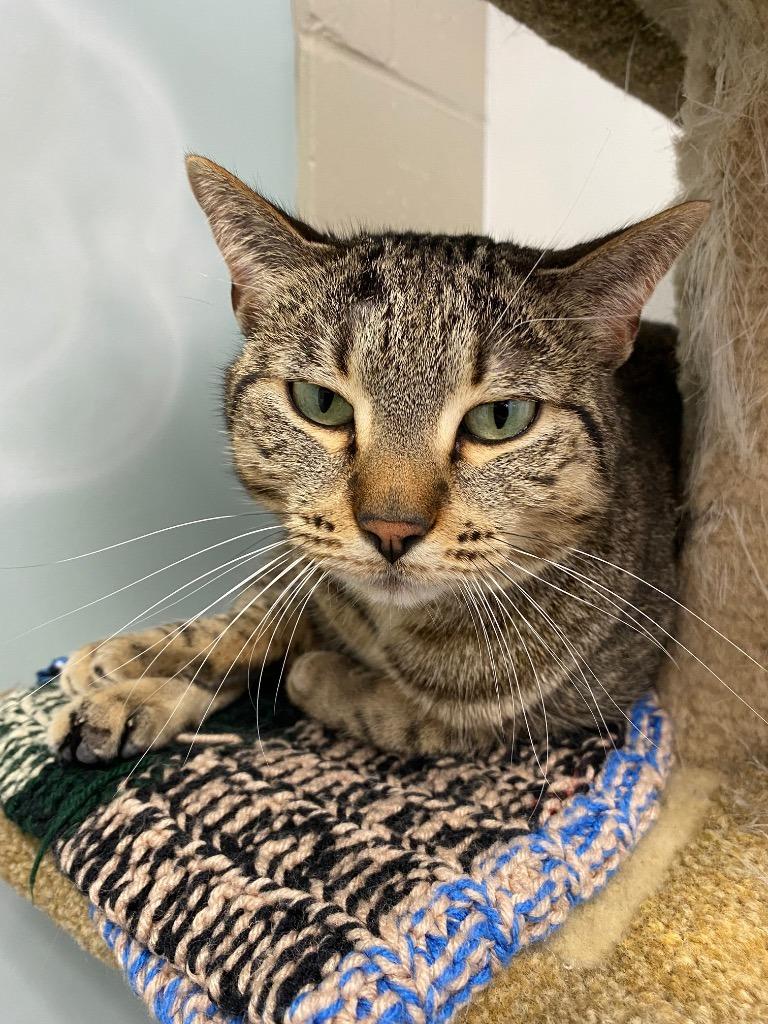 Enlarge Marshall Whiskerson / Lilly Pawdrin, a Adoptable mixed breed in Winnipeg, MB image 6/6