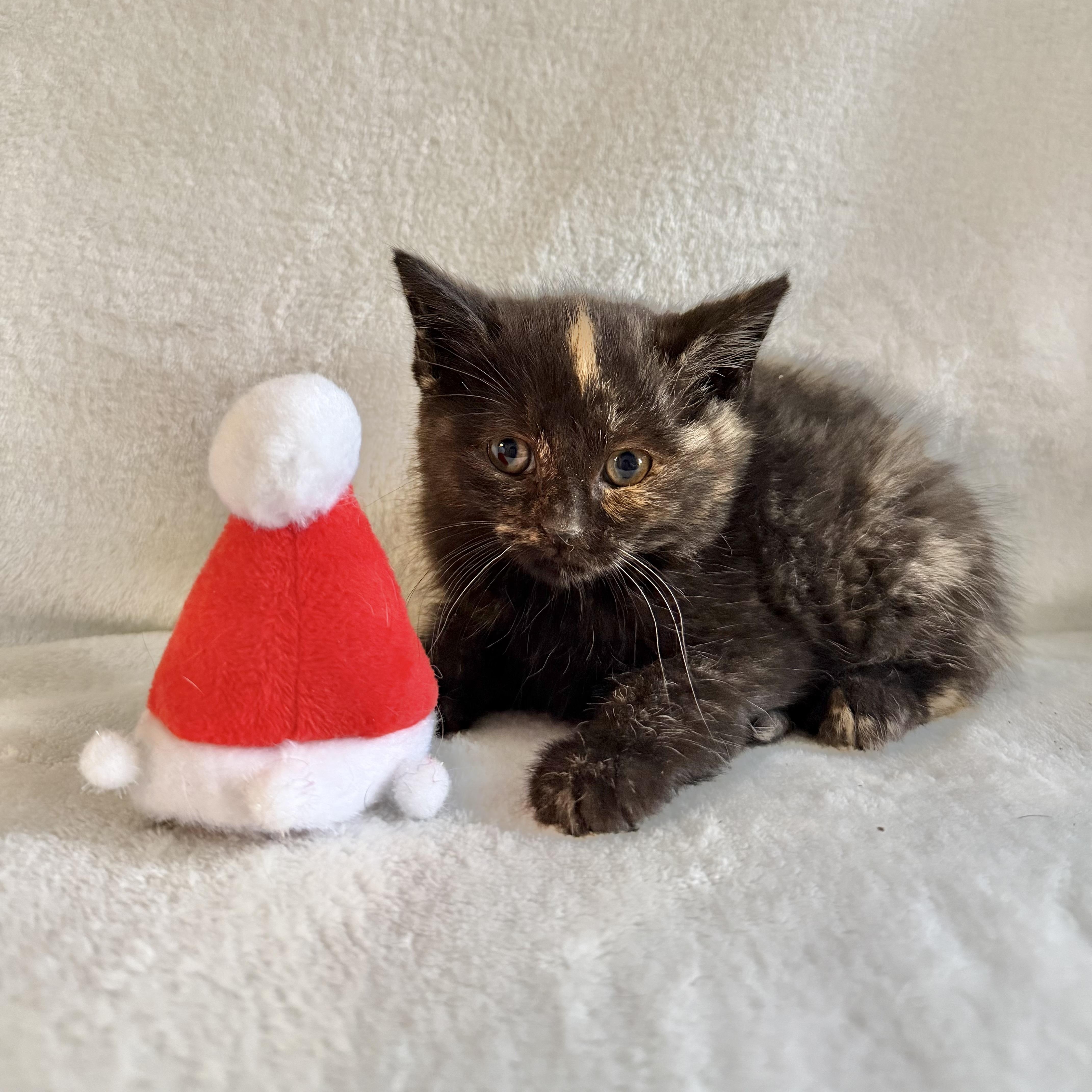 Cocoa, Adoptable, Kitten Female Domestic Short Hair.