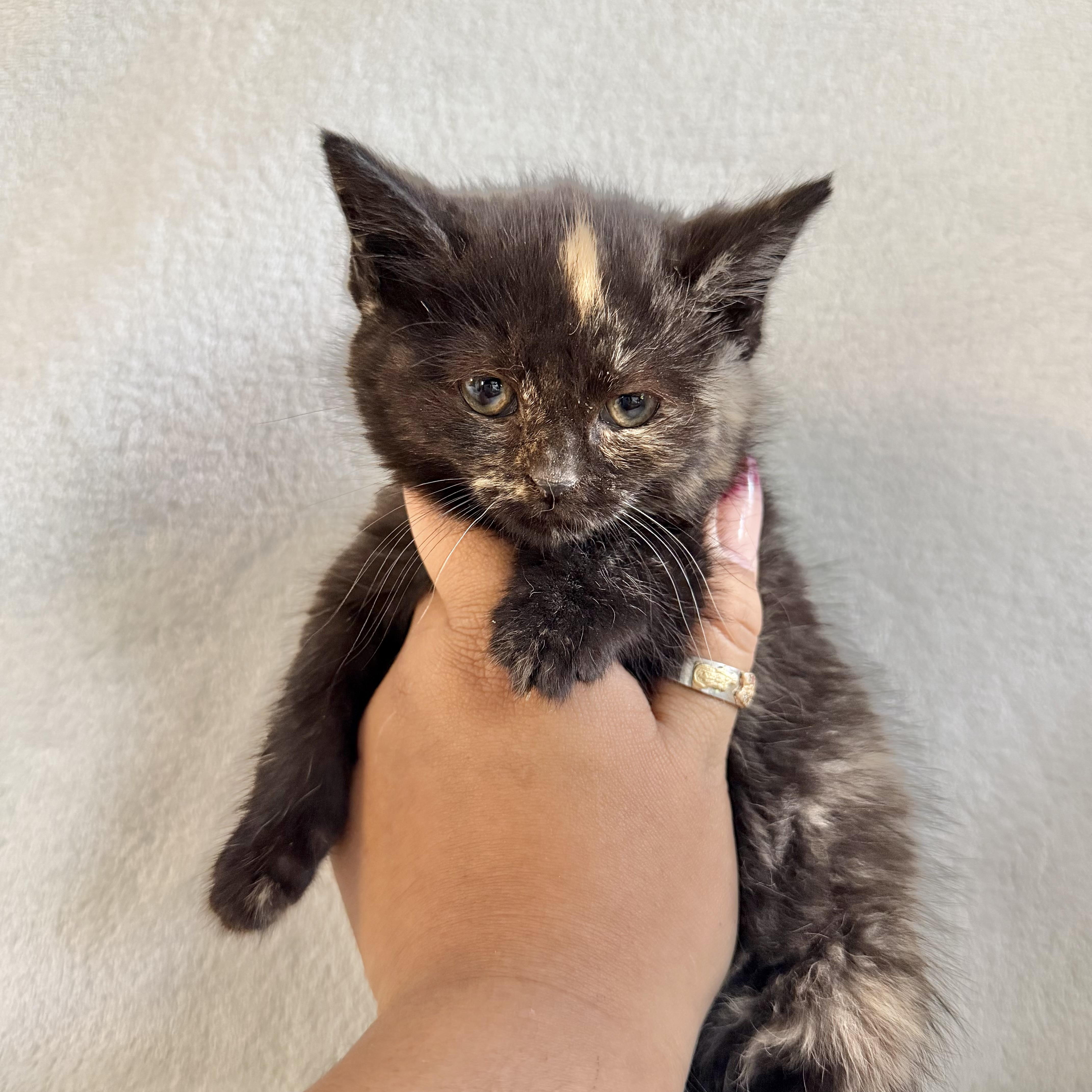 Enlarge Cocoa, a Adoptable Domestic Short Hair in Wrightstown, NJ image 6/6