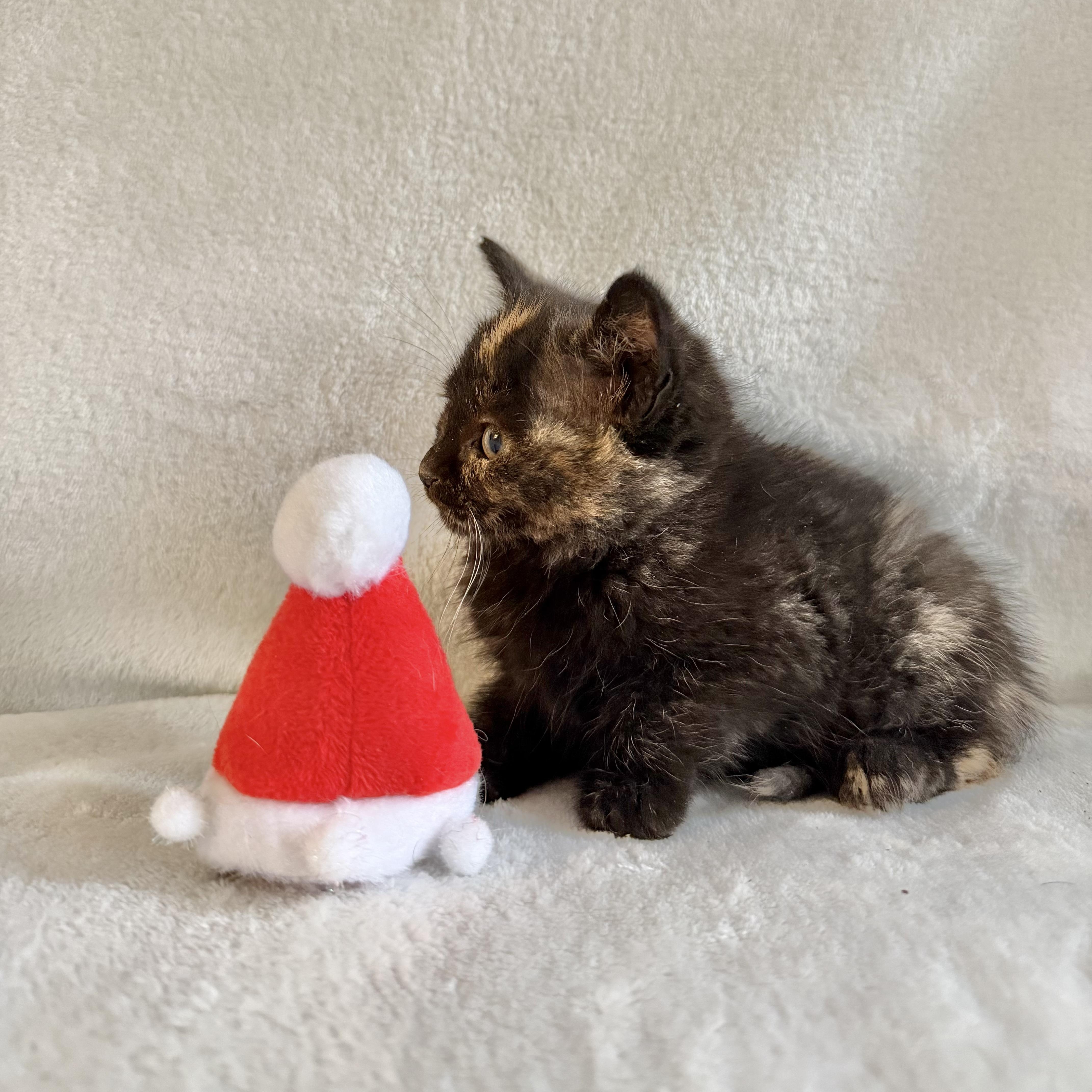 Enlarge Cocoa, a Adoptable Domestic Short Hair in Wrightstown, NJ image 3/6