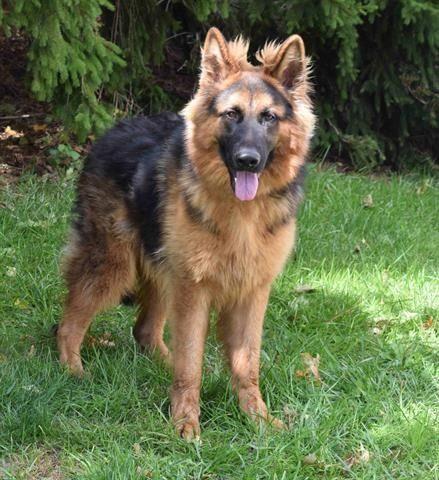 Deacon, Adoptable, Adult Male German Shepherd Dog.
