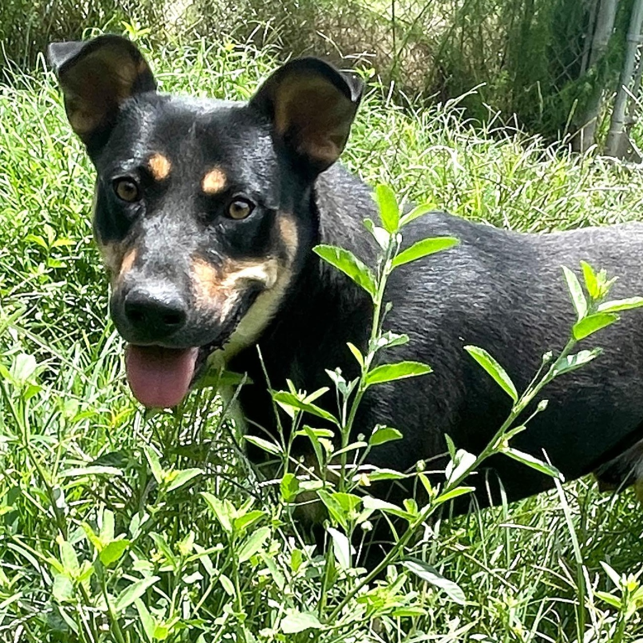 Buddy, Adoptable, Adult Male Doberman Pinscher.