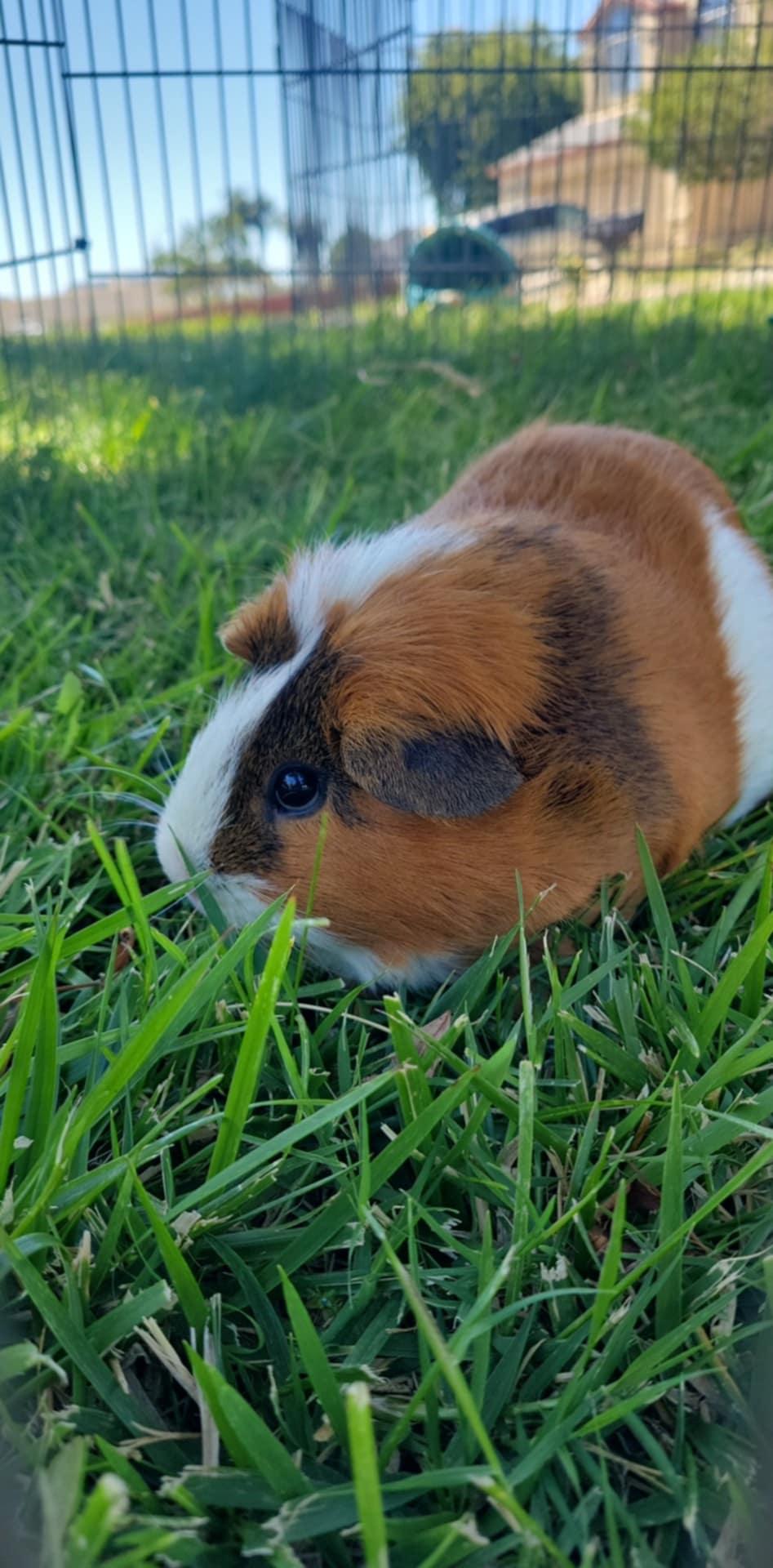 Papa Pig, Adopted, Adult Male Guinea Pig & Short-Haired.