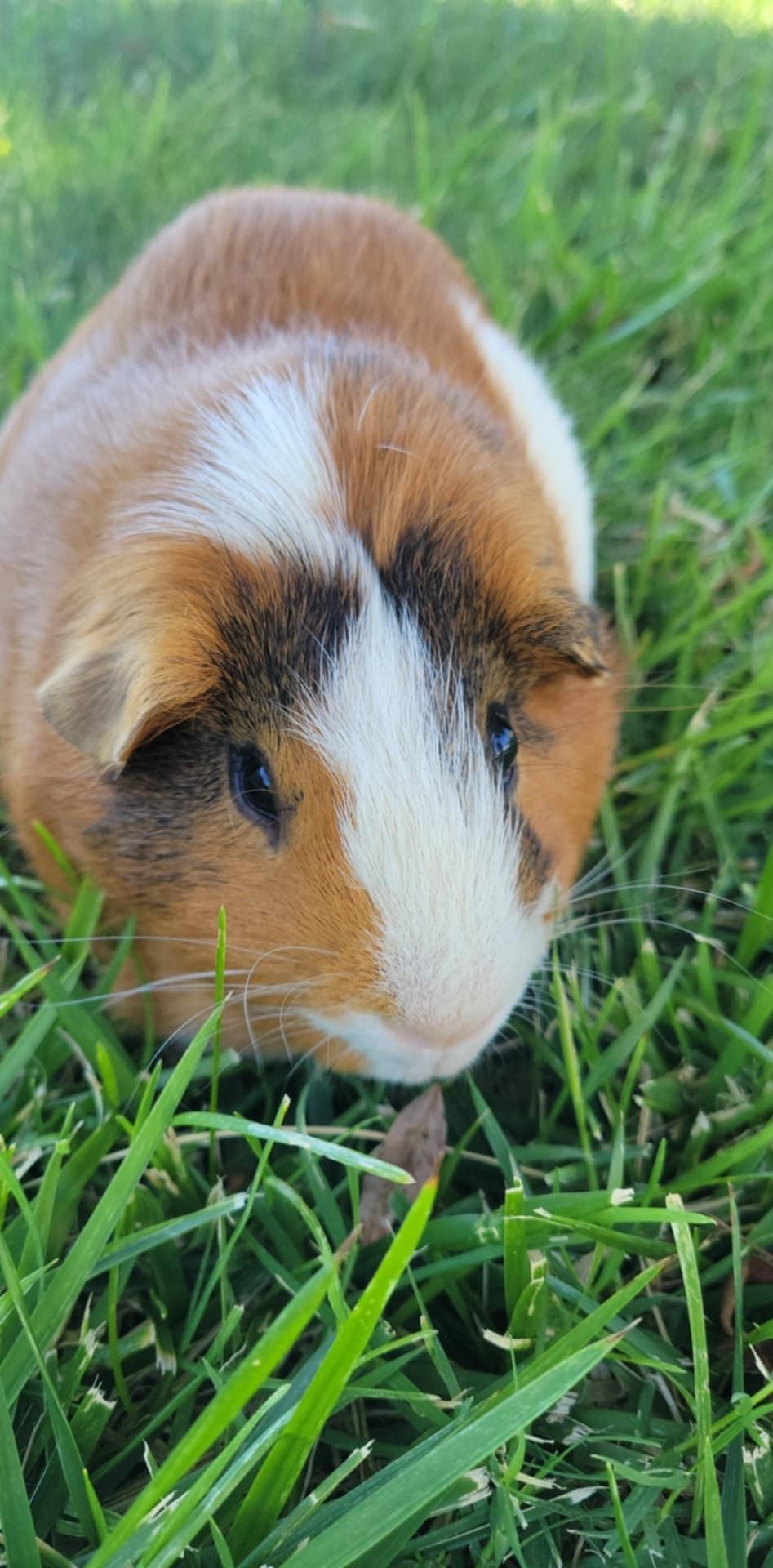 Papa Pig, a Adopted mixed breed in Oakley, CA image 2/2