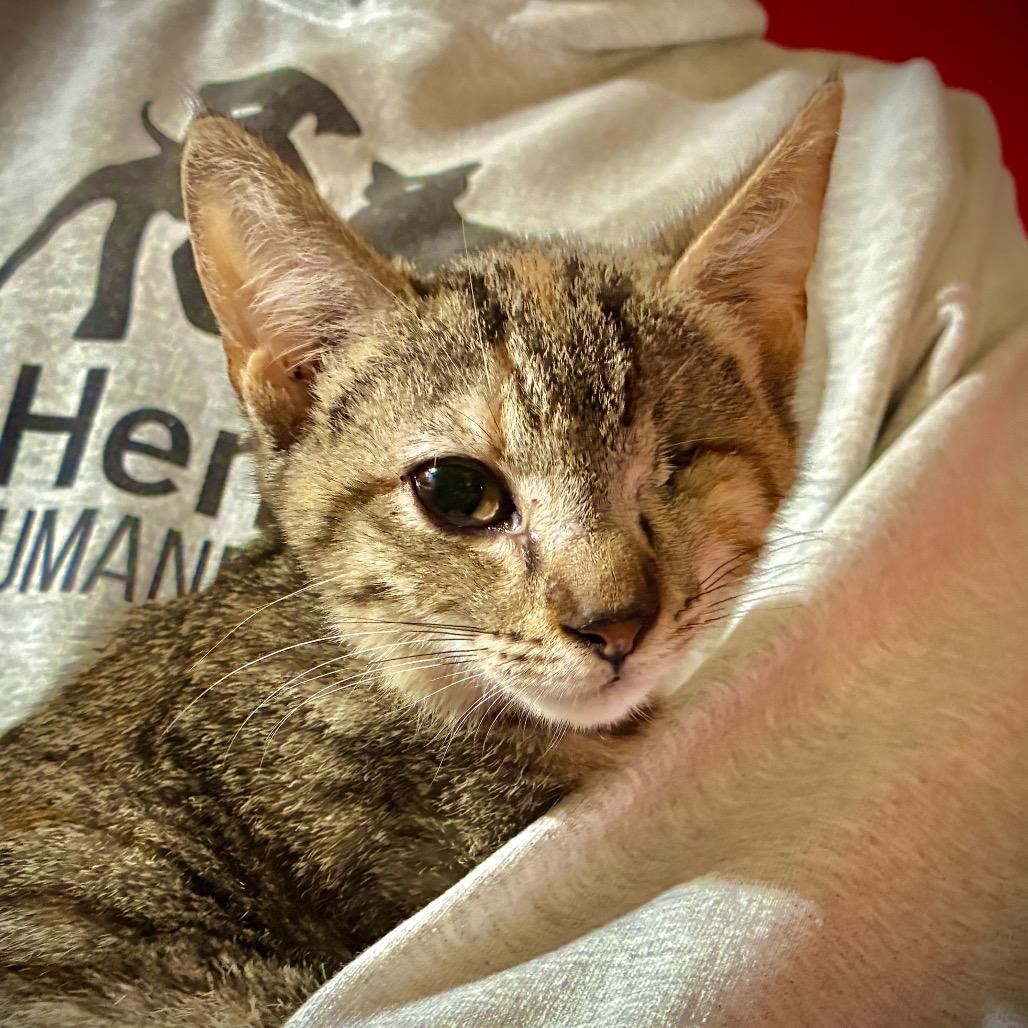 Poppy, Adoptable, Young Female Domestic Short Hair.
