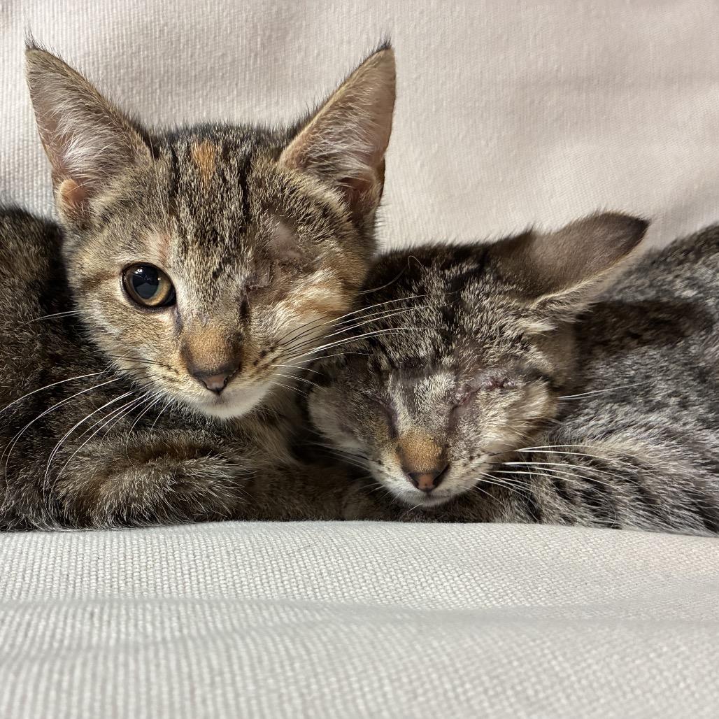 Enlarge Poppy, a Adoptable Domestic Short Hair in Richmond, VA image 2/5