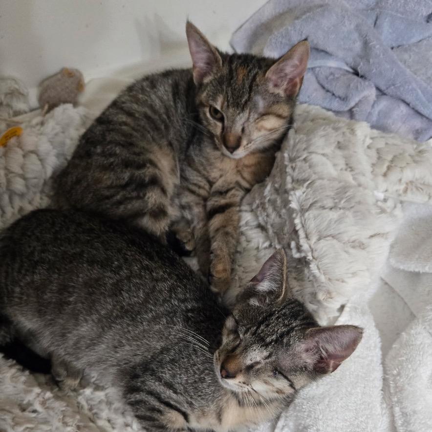 Enlarge Poppy, a Adoptable Domestic Short Hair in Richmond, VA image 4/5