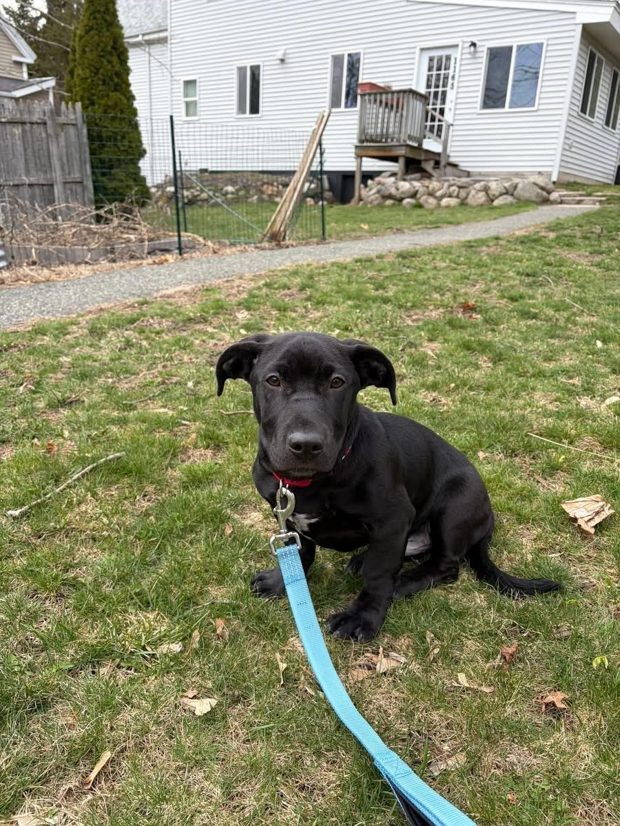 Leo, adopted, Puppy Male Mixed Breed.