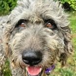 Fancy, a ADOPTABLE Schnoodle in Avon, IN image 2/2