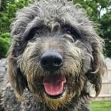 Fancy, ADOPTABLE, Adult Female Schnoodle.